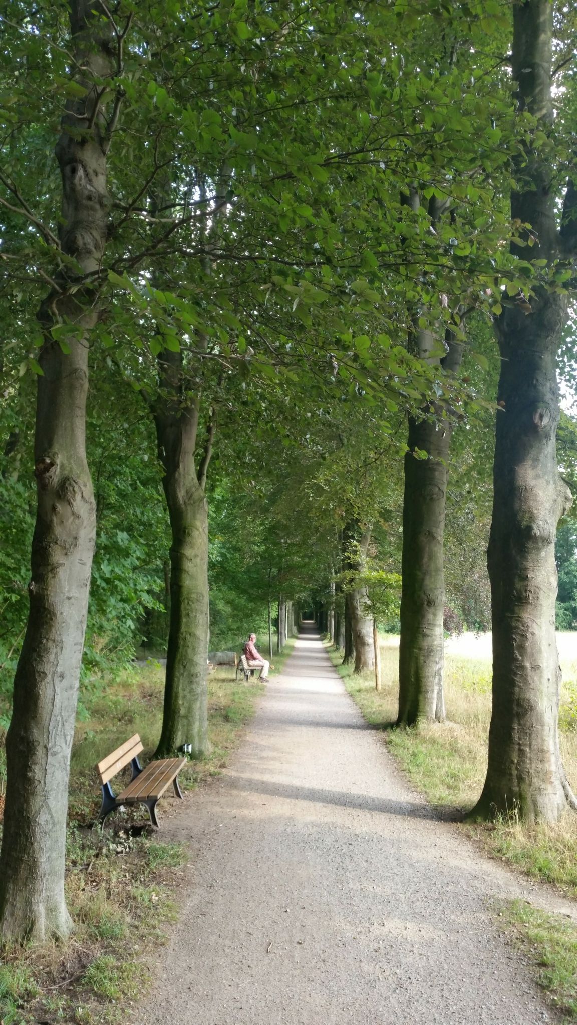 Allee