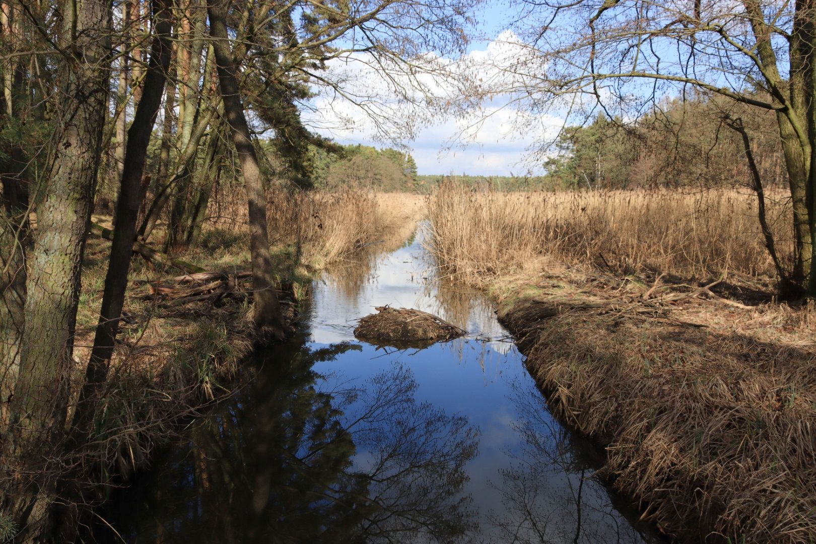 aufgebrochener Biberdamm