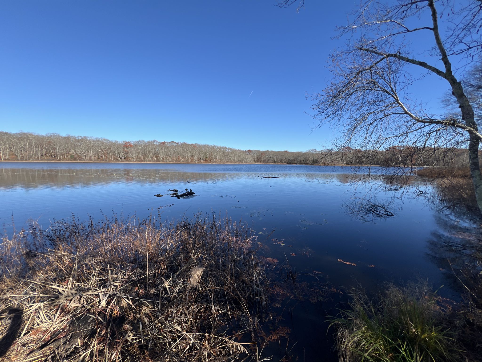 Calm lake reflecting blue sky, surrounded by bare trees and tall grasses. - Ryan Park Trails – Belleville Pond loop from Wickford Junction