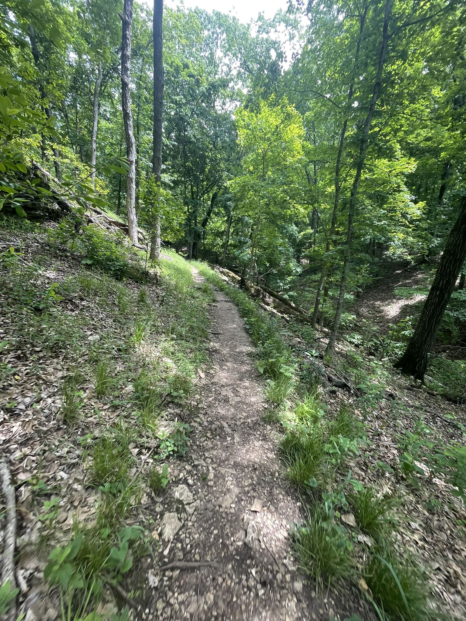 Sunlit dirt path winding through a dense green forest on a bright day. - Chubb and Castlewood Loop