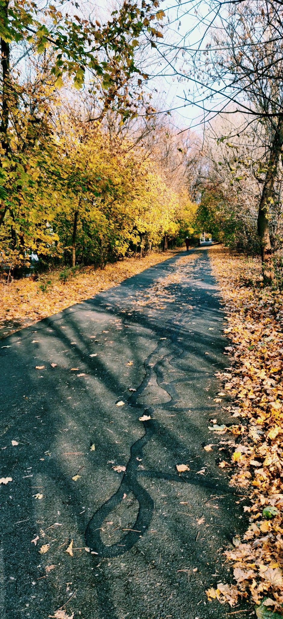 A paved road through vibrant autumn trees with long shadows. - Minuteman Bikeway
