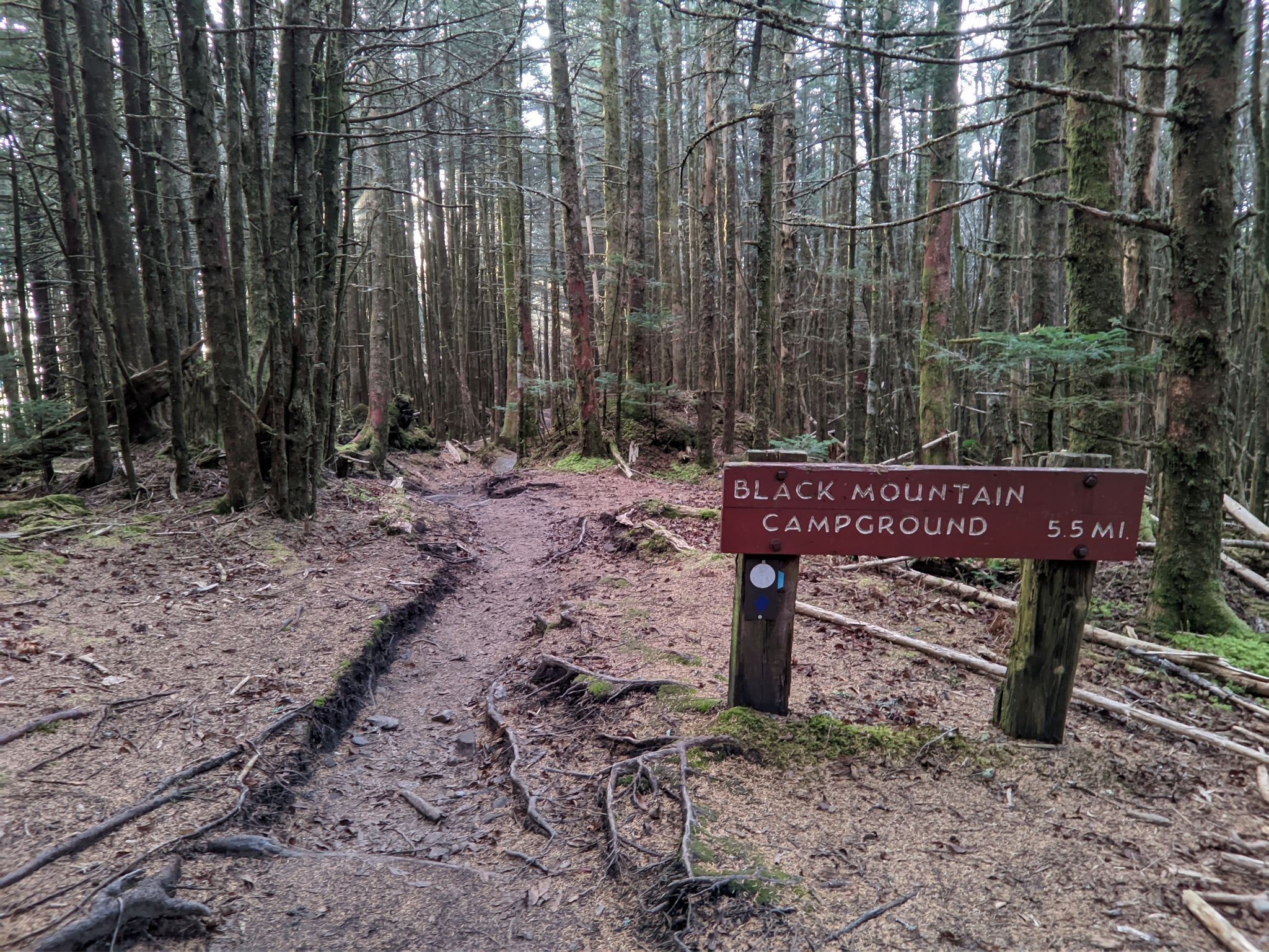 A muddy forest trail with a wooden sign and dense trees. - Balsam Nature Trail