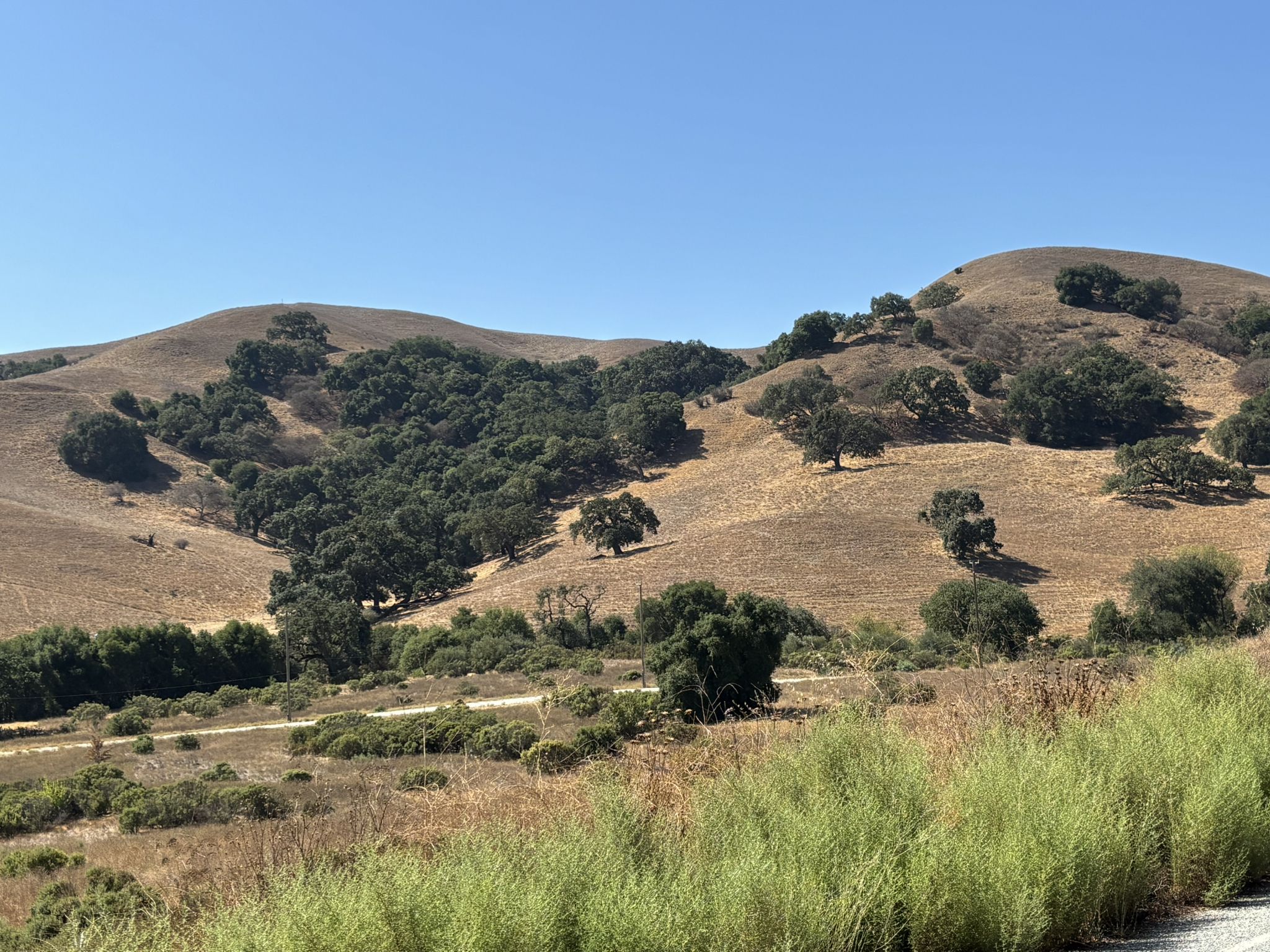 Rolling hills covered in dry grass and scattered green trees under a clear blue sky. - Coyote Creek Loop