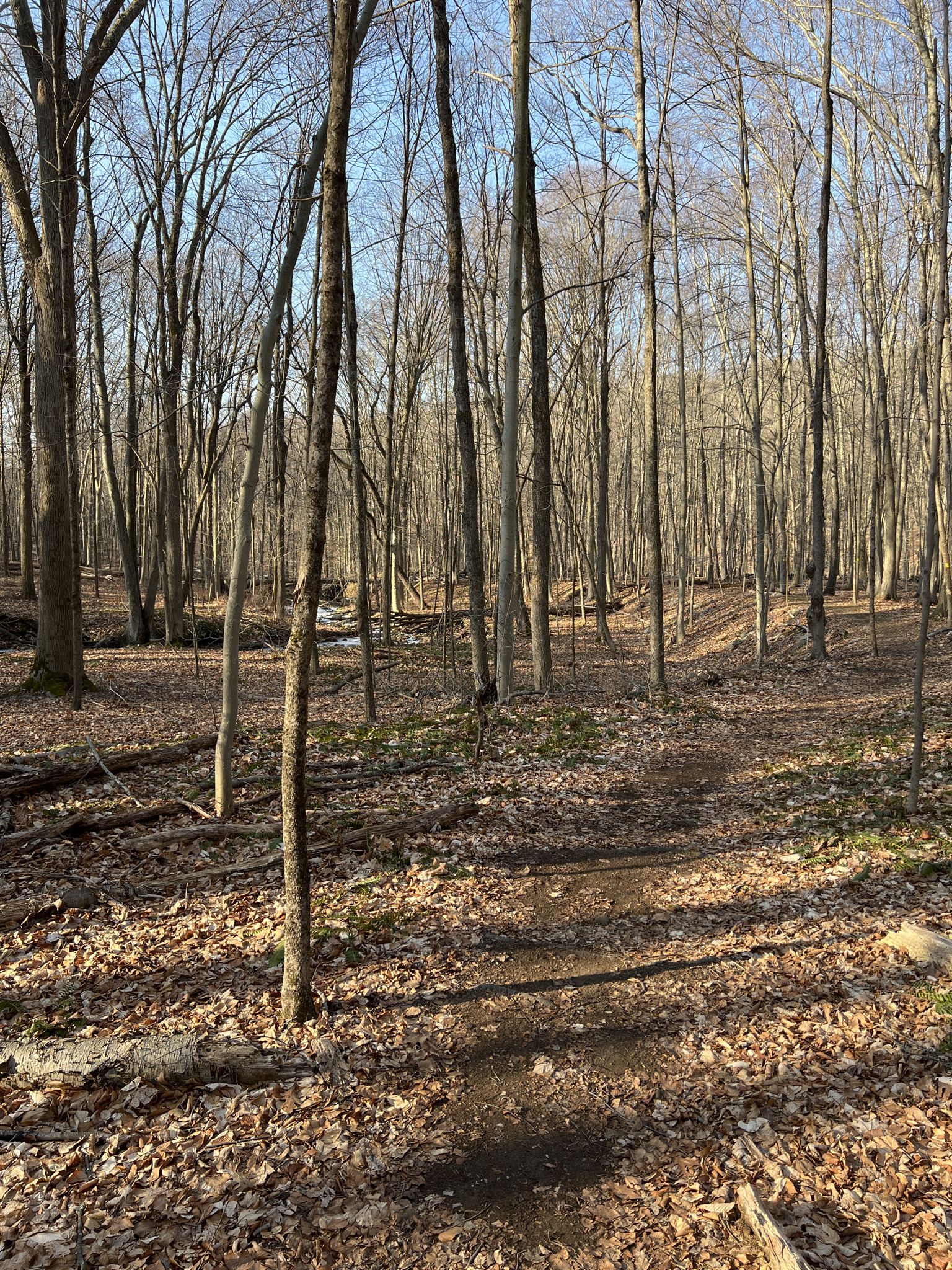 Dirt path winding through a sunny, bare deciduous forest. - Angle Fly Preserve Yellow Loop
