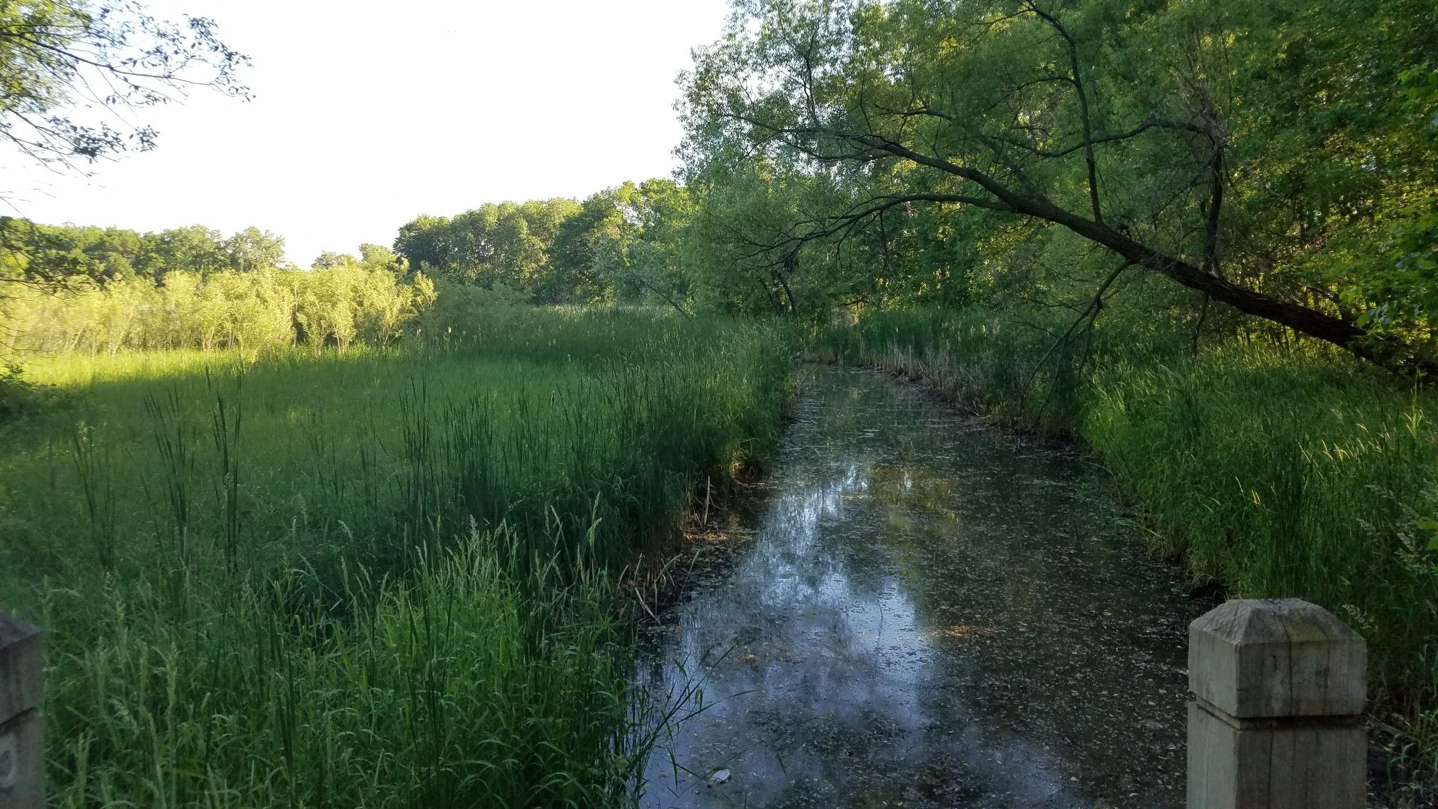A narrow, algae-covered stream flows through tall green grass and dense trees. - River to River Greenway
