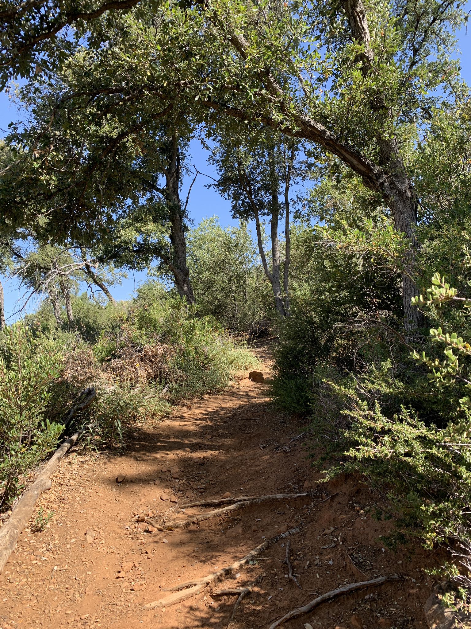 A shaded dirt path with exposed roots, surrounded by trees and green foliage. - Canyon Oak Loop