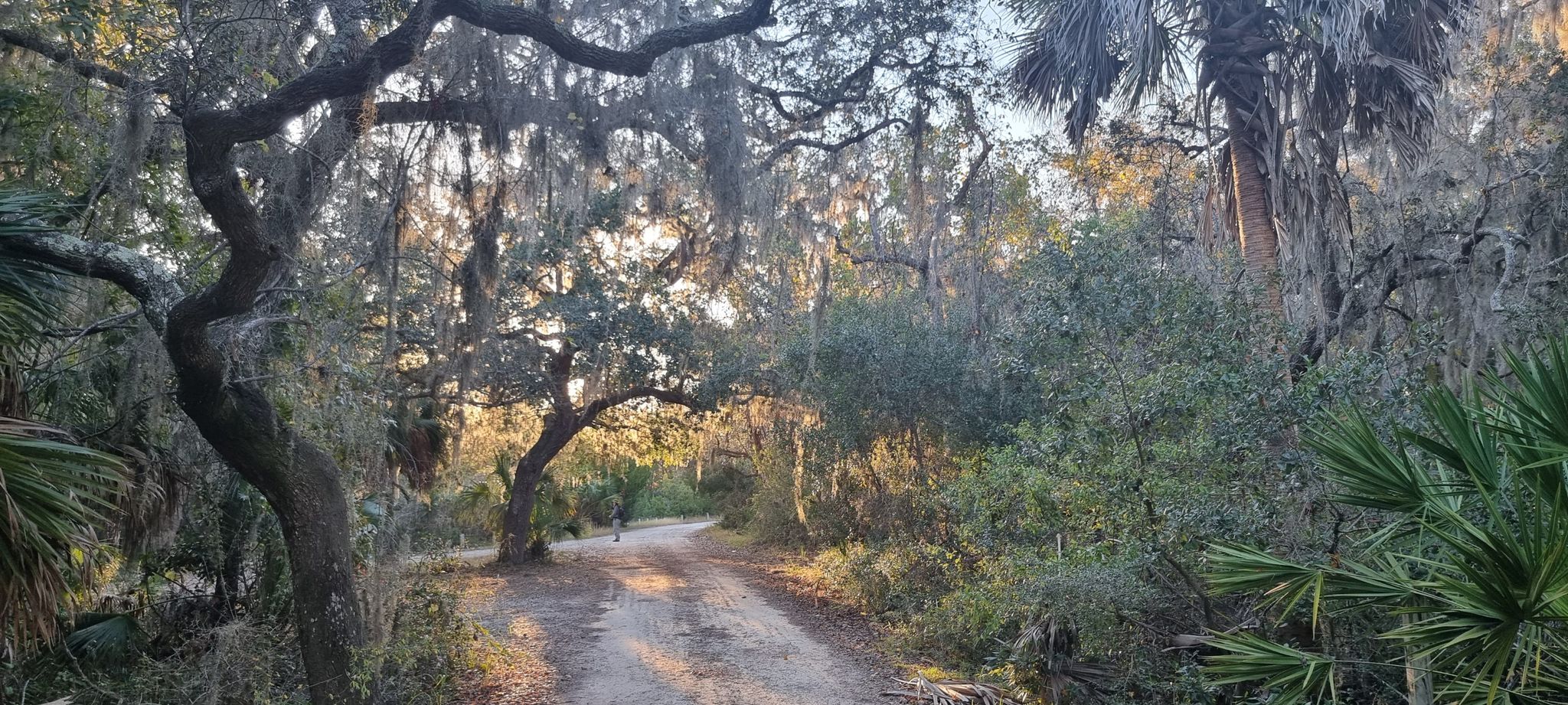 Golden hour light illuminates a dirt road winding through a lush, mossy forest. - Cedar Key Scrub State Reserve loop