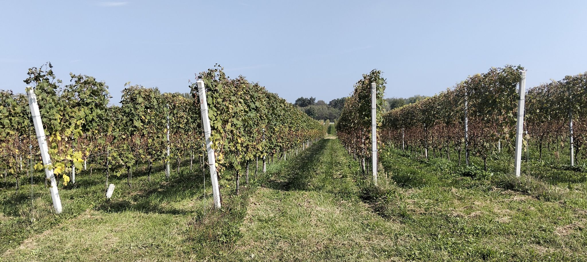 le vigne di Romagnano Sesia
