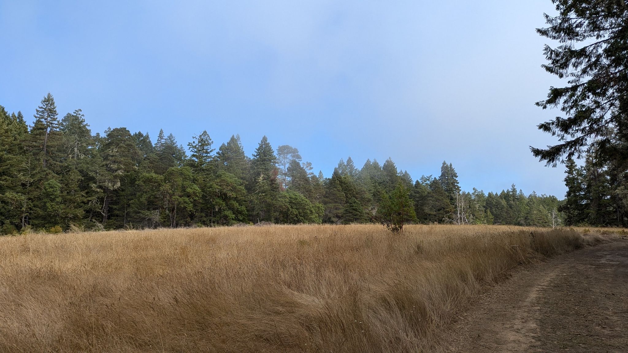 A vast golden field borders a dense forest under a hazy sky. - Pygmy Forest Trail