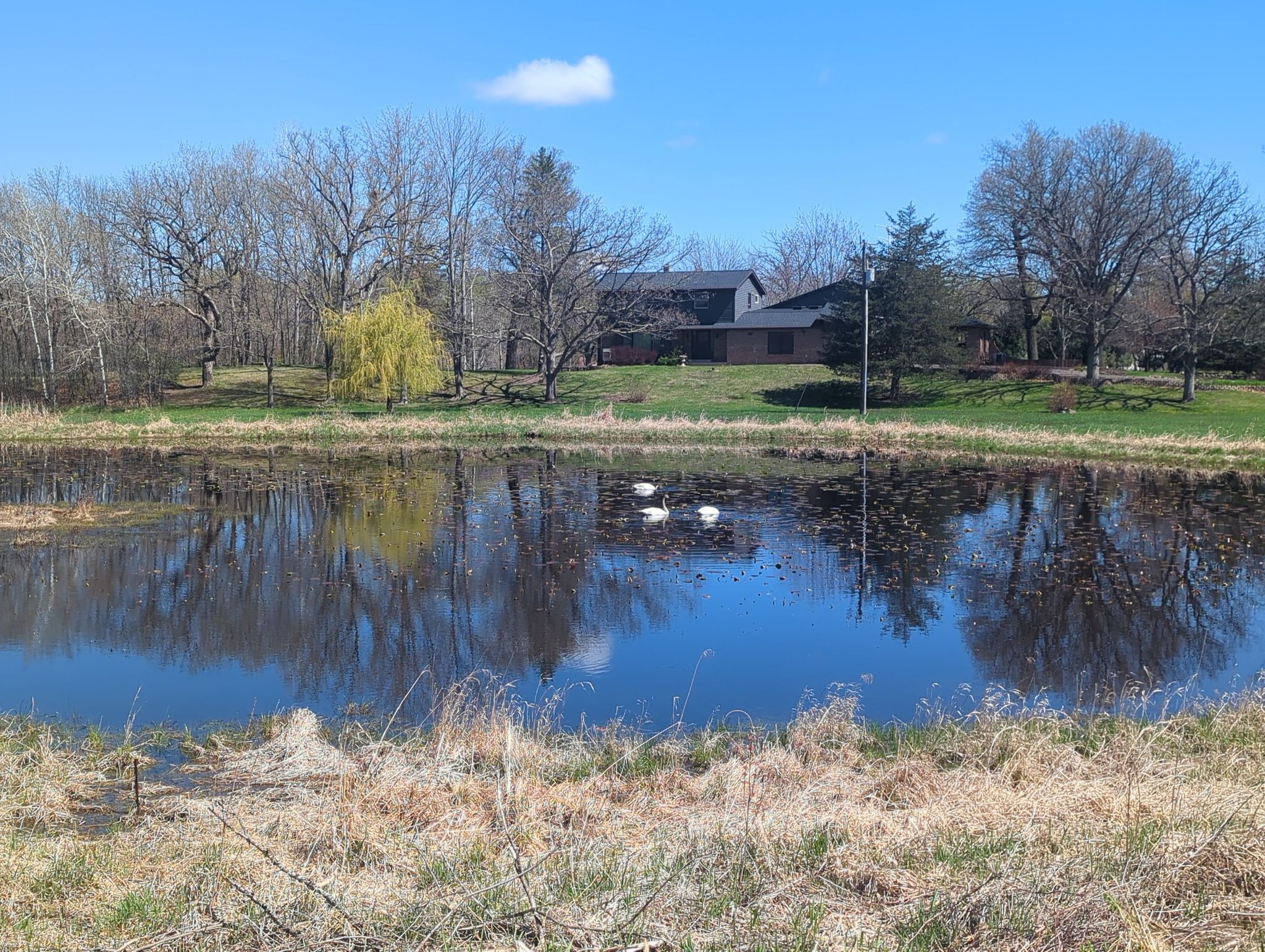 Calm pond reflecting trees and sky, two white swans, sunny. - Duluth Junction – Gateway State Trail loop from Stillwater Area High School