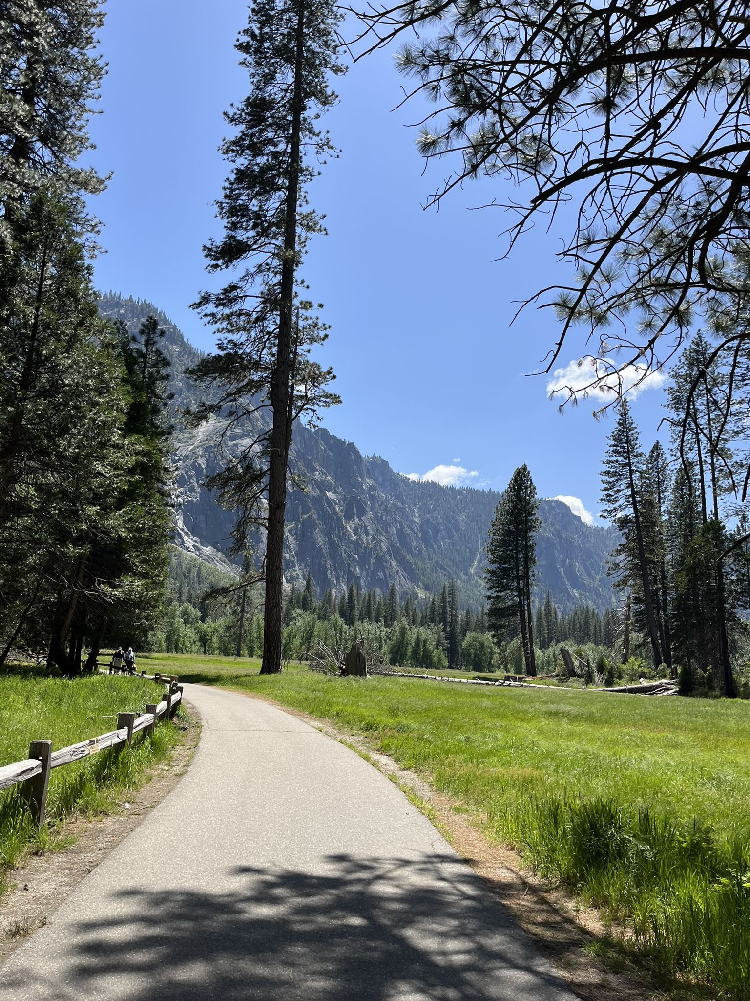 Paved path winding through a sunny green meadow with tall pine trees. - View of Yosemite Valley – Swinging Bridge & Picnic Area loop from El Portal