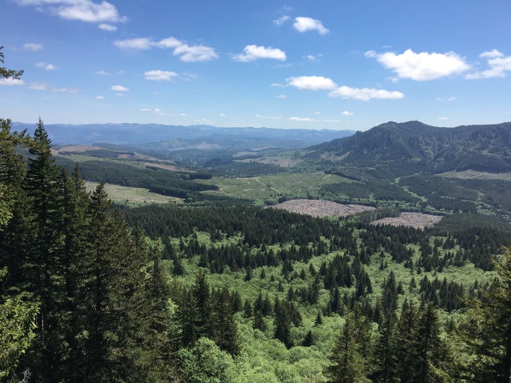 Panoramic view of green forested hills and clearings under a bright sky. - Saddle Mountain Trail