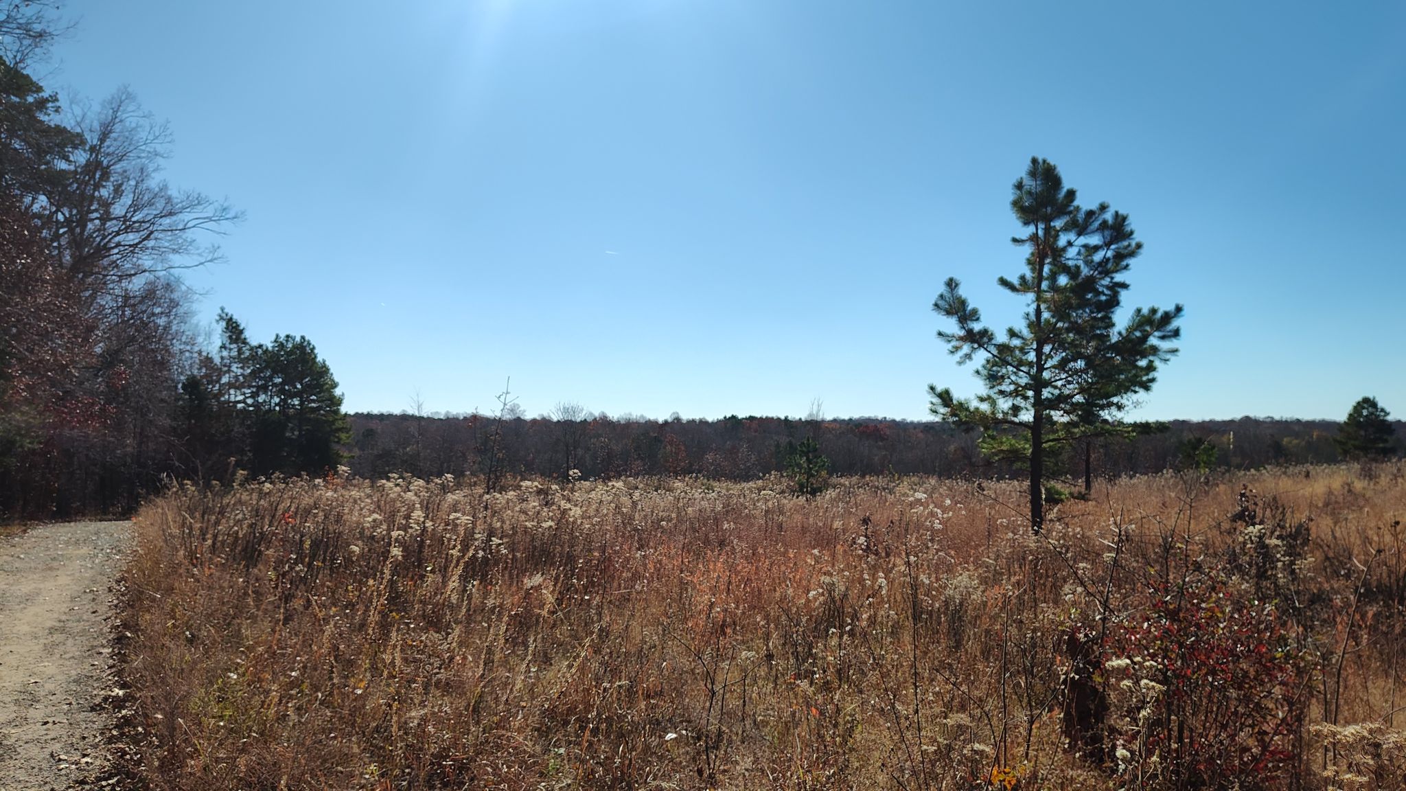 Expansive sunny field with tall dry grass and scattered trees. - Hill to Cove to Split Rock Loop