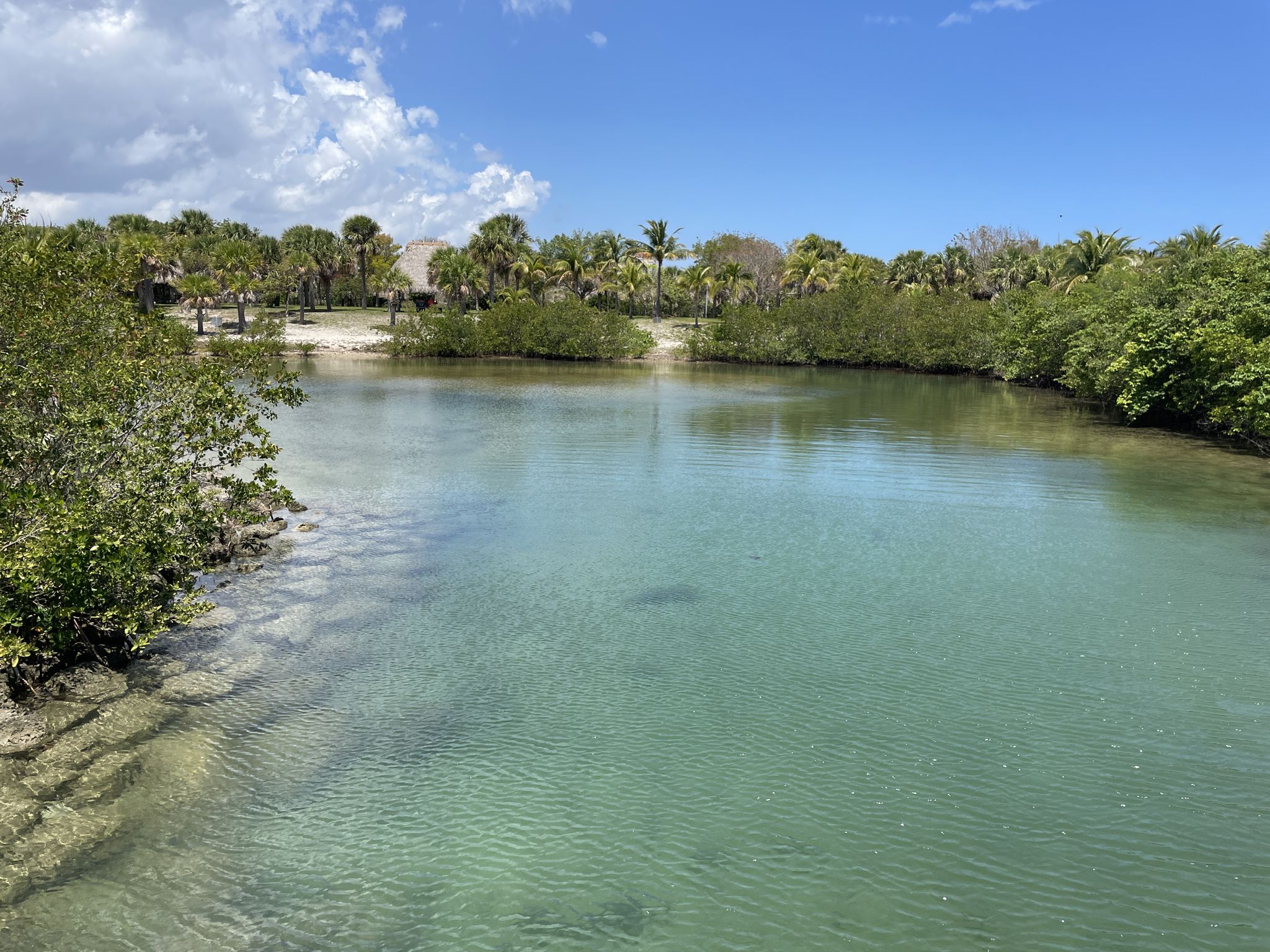 Clear water inlet surrounded by lush green mangroves under a bright sky. - Peanuts Island Park loop