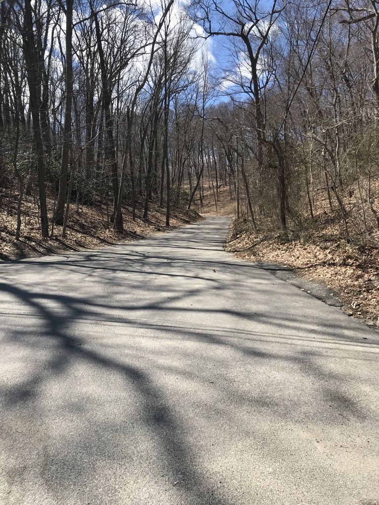 Paved road winding through a bare forest on a sunny day. - Old Field Point Light – Cordwood Park loop from Port Jefferson