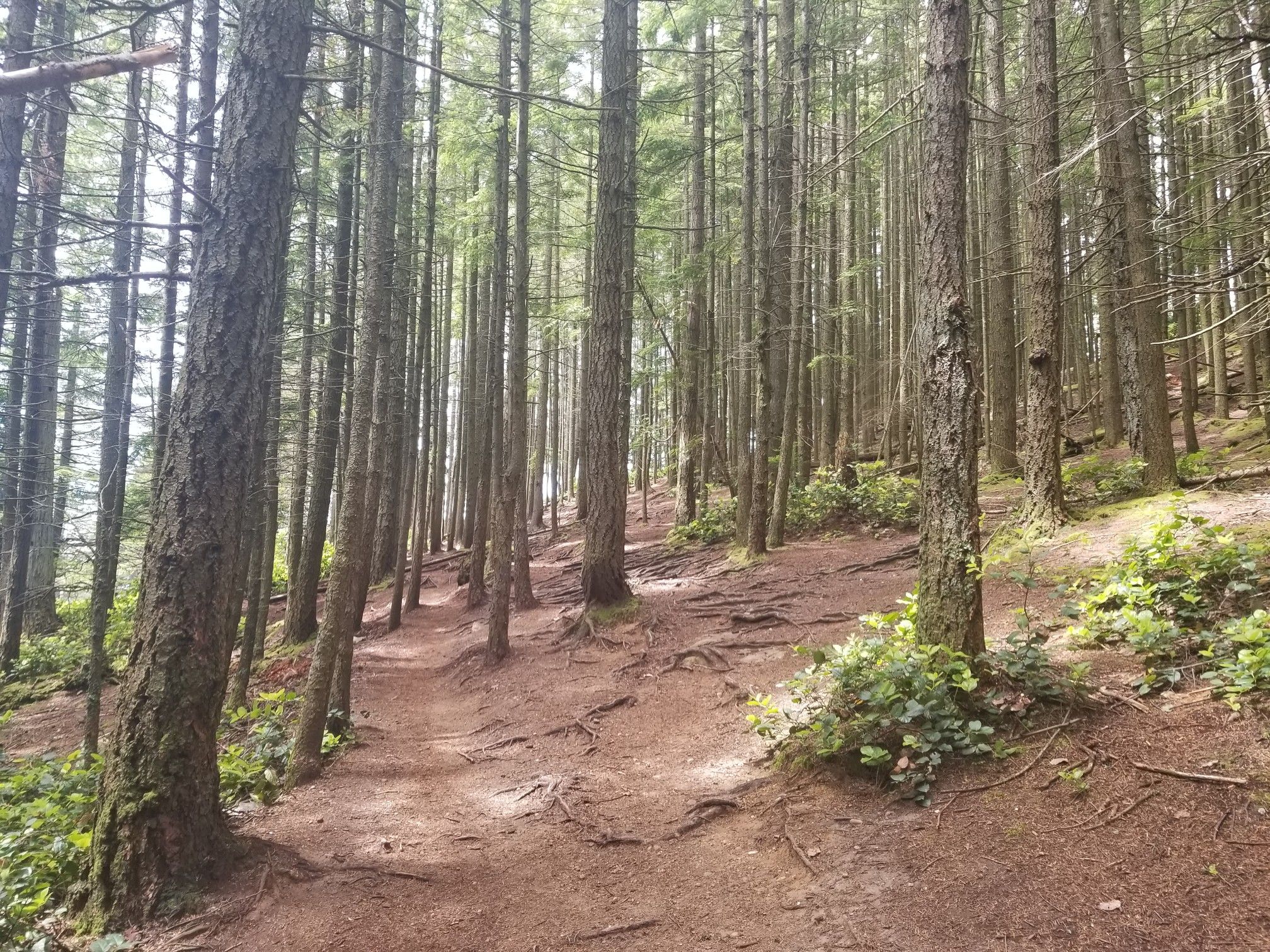 A winding dirt path with exposed roots through a dense, tall forest. - Oyster Dome via Rick Rolled to Lily Lake Trail loop