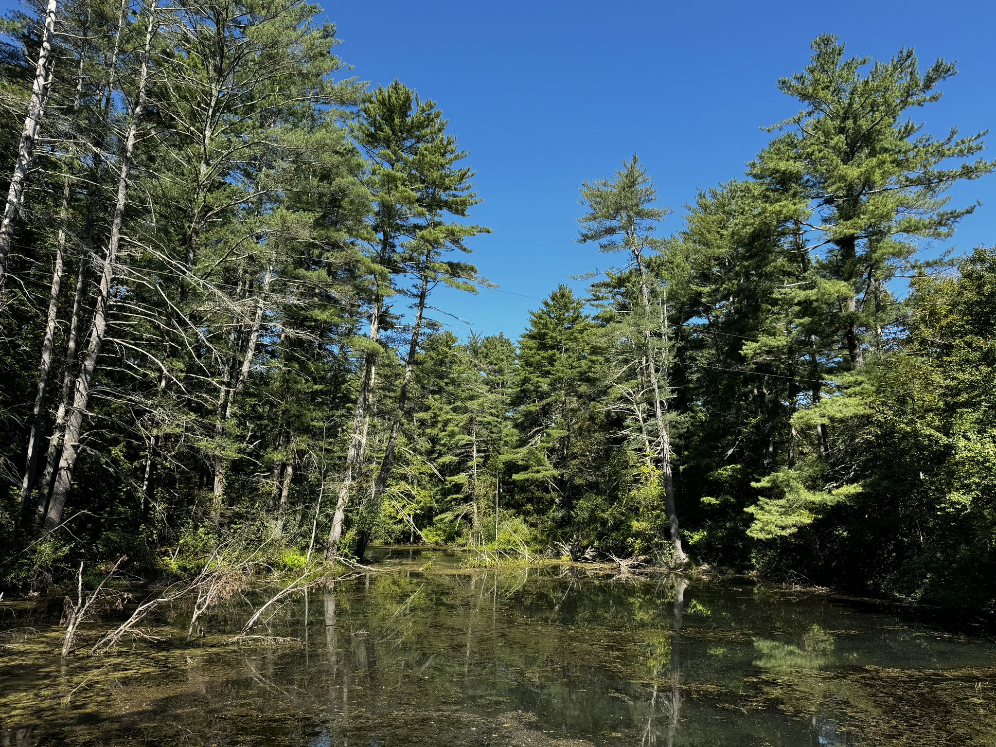 Tall pine trees reflected in still, dark water under a clear blue sky. - Grapevine Hill – Riverworks Tavern loop from John B. Folsom Conservation Land