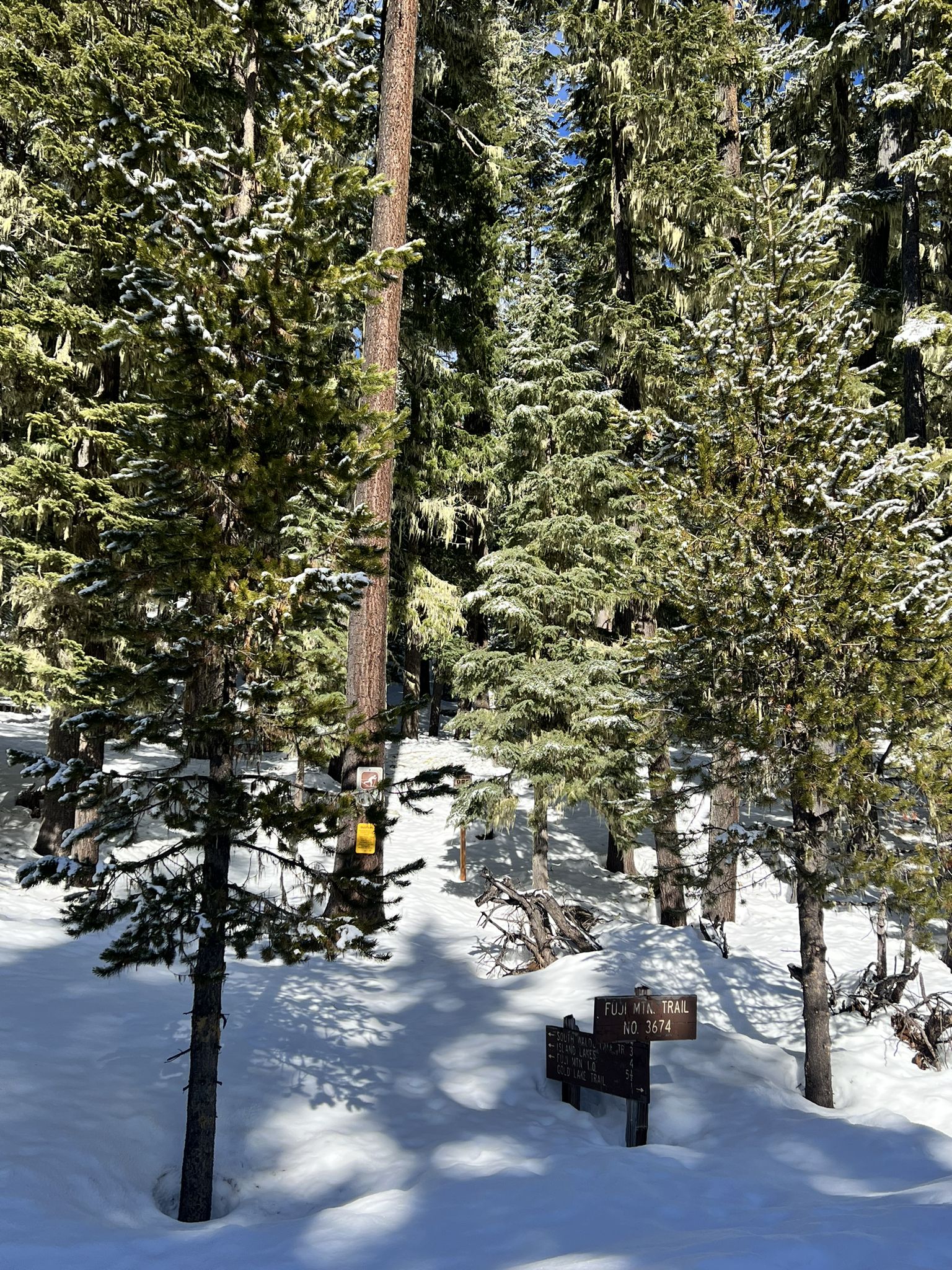 A wooden sign stands in deep snow amidst tall evergreen trees on a sunny day. - Betty & Waldo Lakes