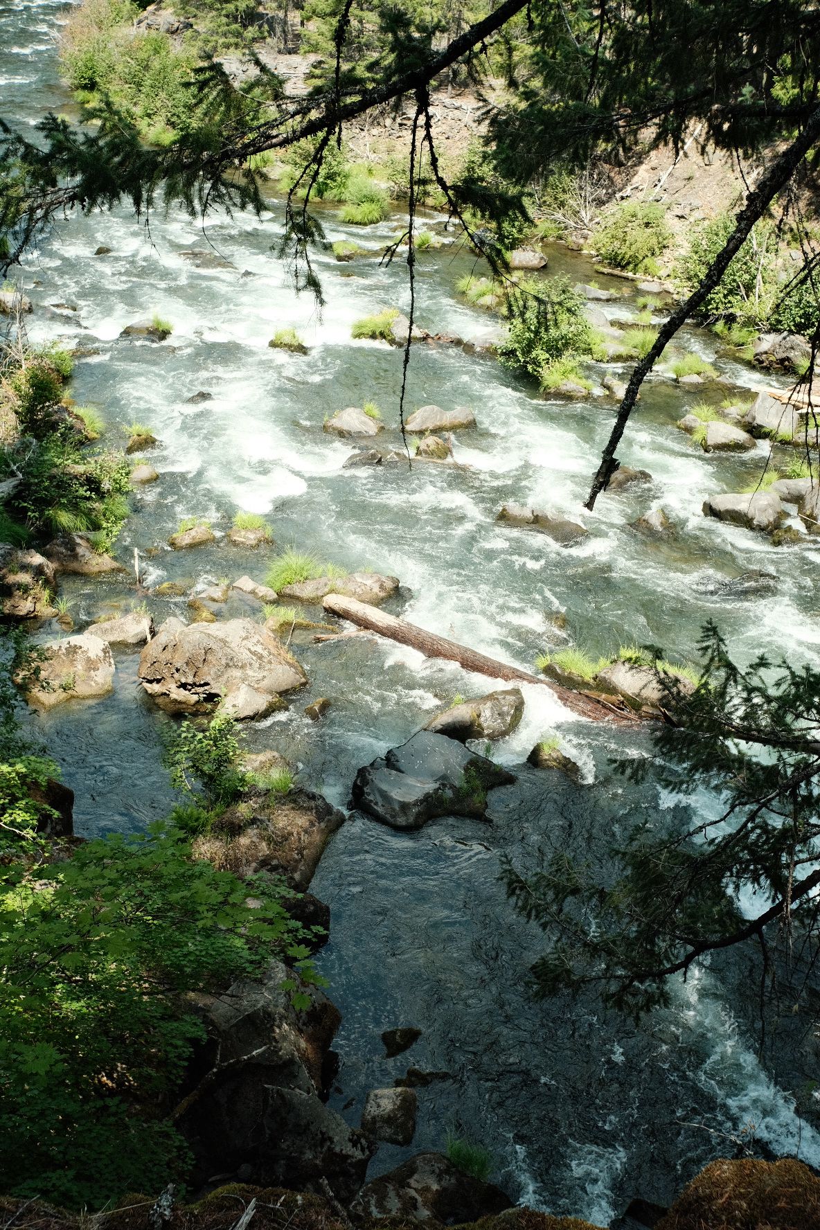 A river with rapids and rocks, a fallen log, viewed from above. - Rogue Gorge via Rogue-Umpqua Scenic Byway