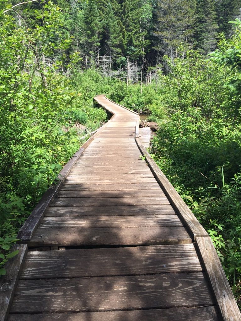 A wooden boardwalk winding through lush green forest under dappled sunlight. - Marcy Dam Trail