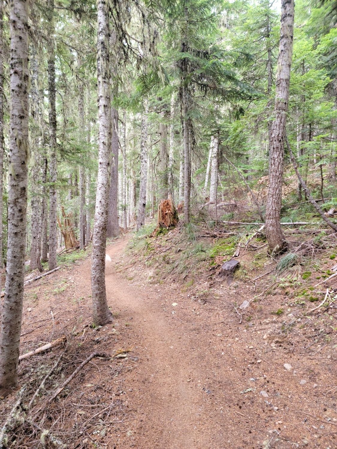 Dirt path winding through a forest of tall, slender trees and green undergrowth. - Twin Lakes Loop