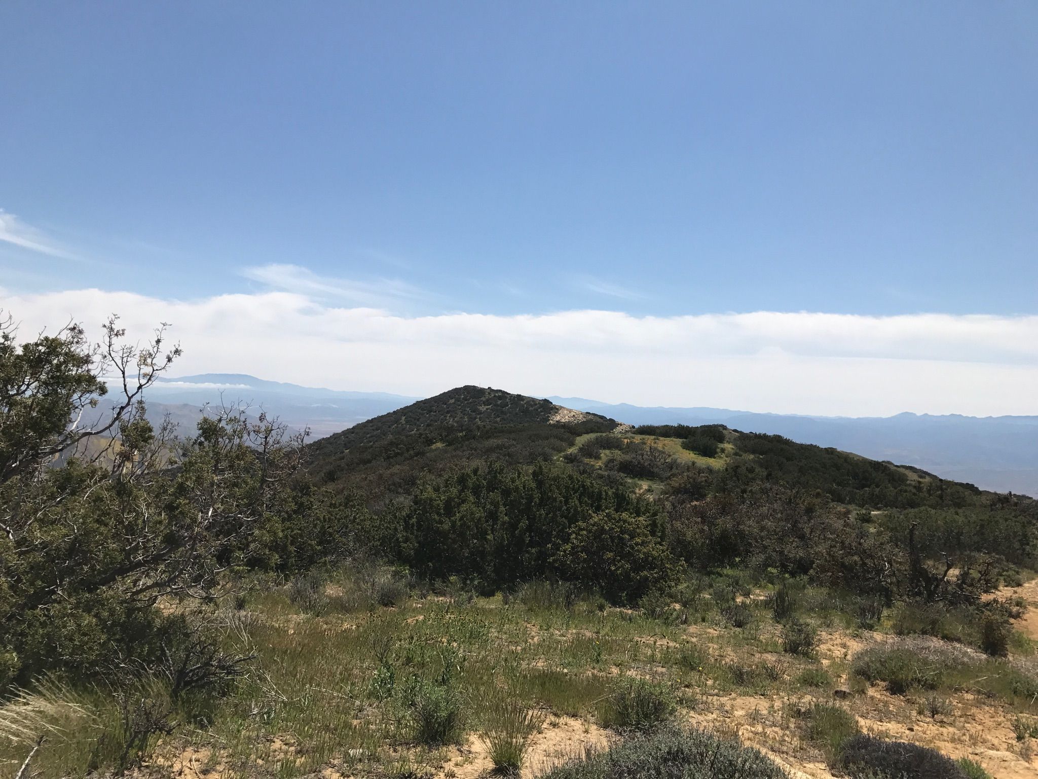 Verdant mountain peak with a winding trail under a bright, cloudy sky. - Caliente Mountain Ridge Trail