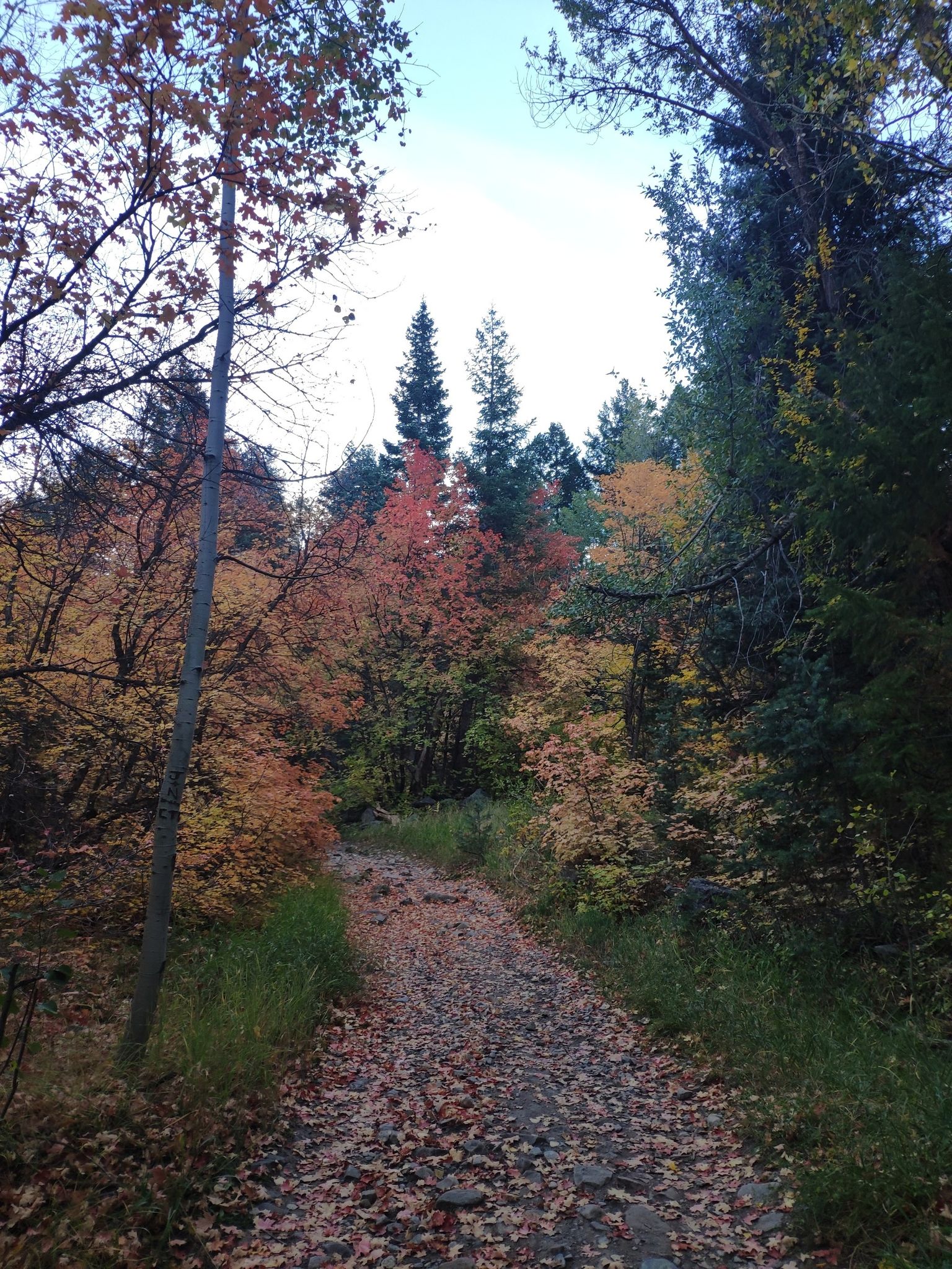 A leaf-covered path winds through a vibrant autumn forest under a bright sky. - Rock Canyon Trail