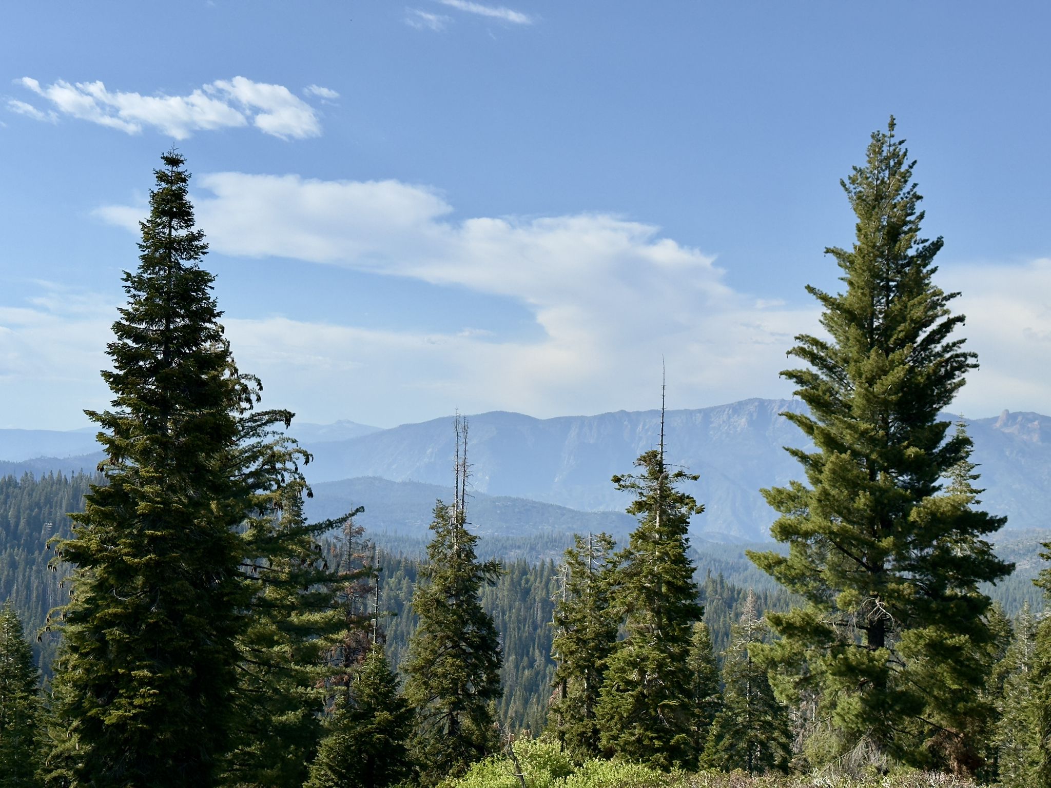 Tall pine trees stand before distant mountains under a cloudy blue sky. - Kings Canyon Overlook to Lost Grove via Generals Highway