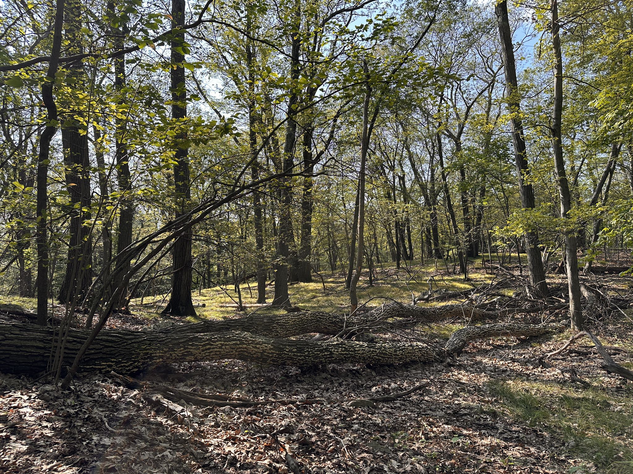 Sunlight filters through a dense forest with several large fallen trees. - Storm King Mountain Loop via Howell Trail