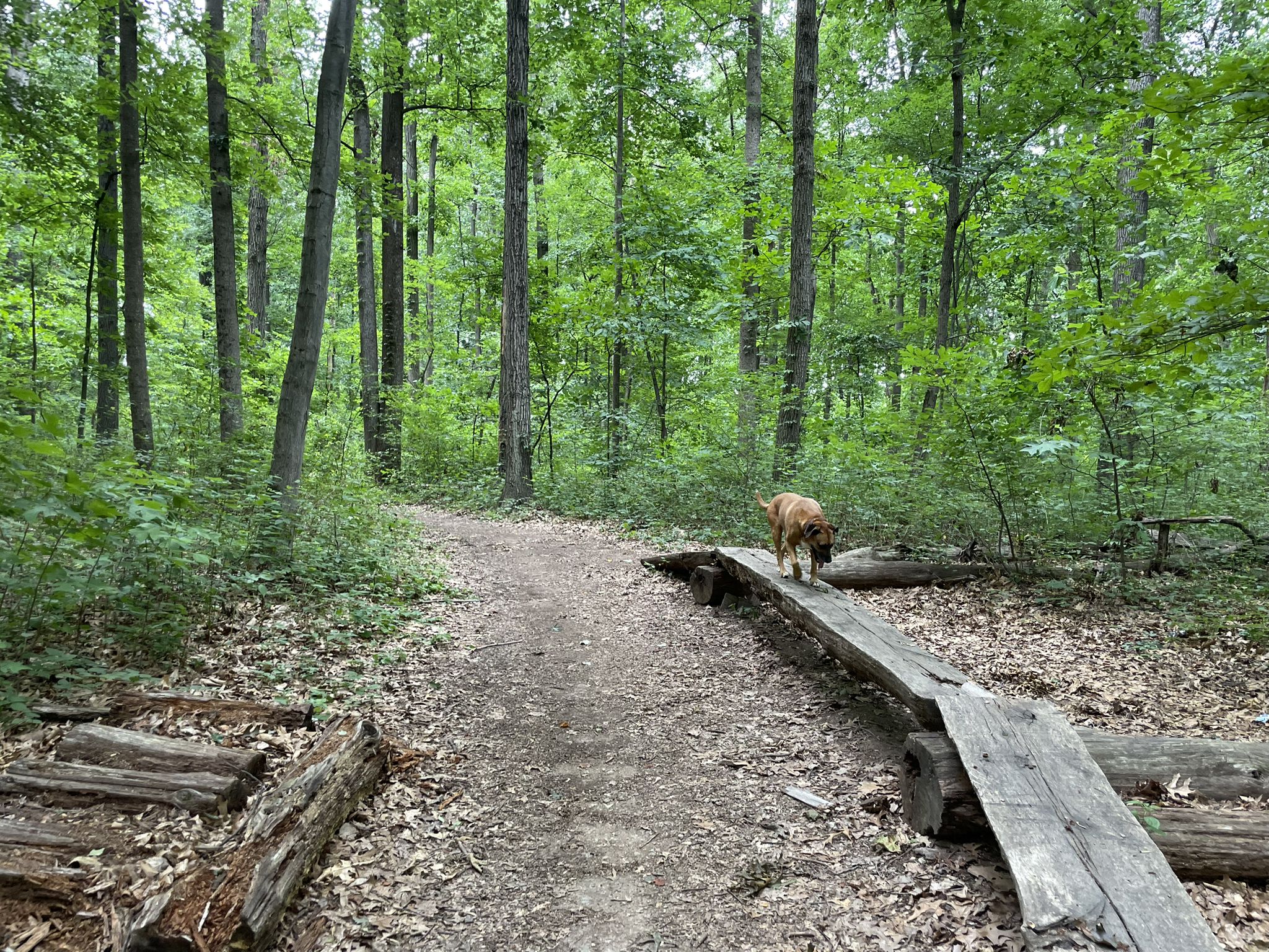 Brown dog walking on a wooden plank bridge in a green forest. - Black Rock Mill – Pennyfield Lock loop from Boyds