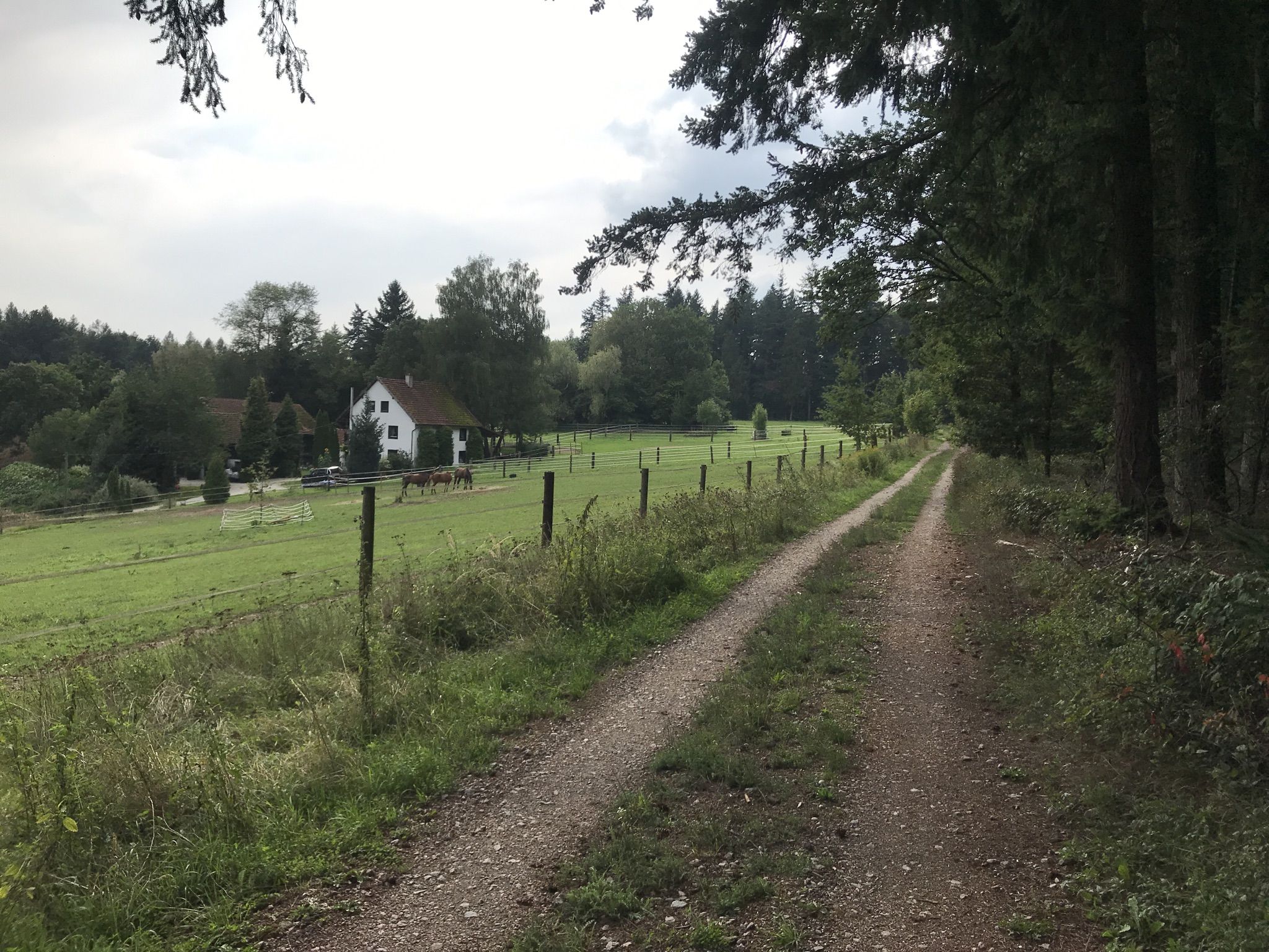 Ideale Tour durch viel Wald nach einem langen Bürotag.
