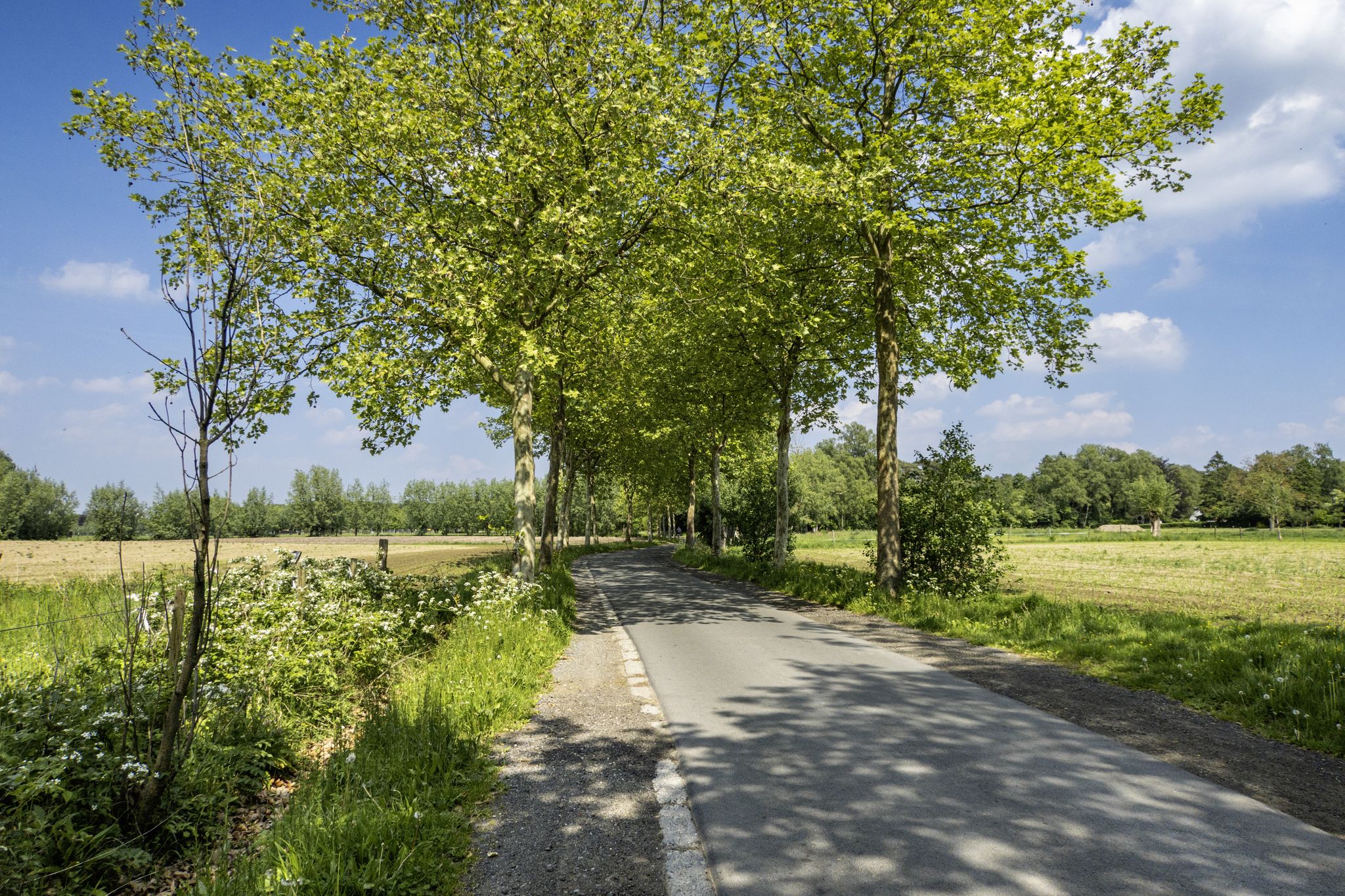 De Vortekoestraat !