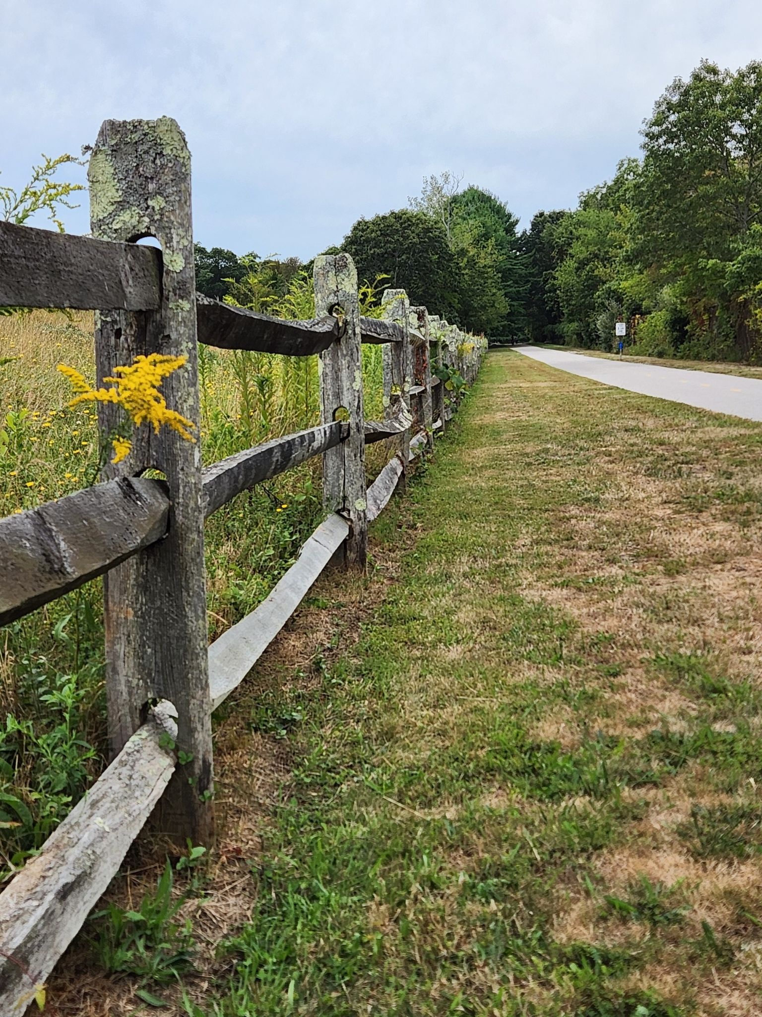 Weathered split-rail fence with yellow flowers beside a grassy field and road. - Drum Rock Hill – Calf Pasture Point Beach loop from Chepiwanoxet Point