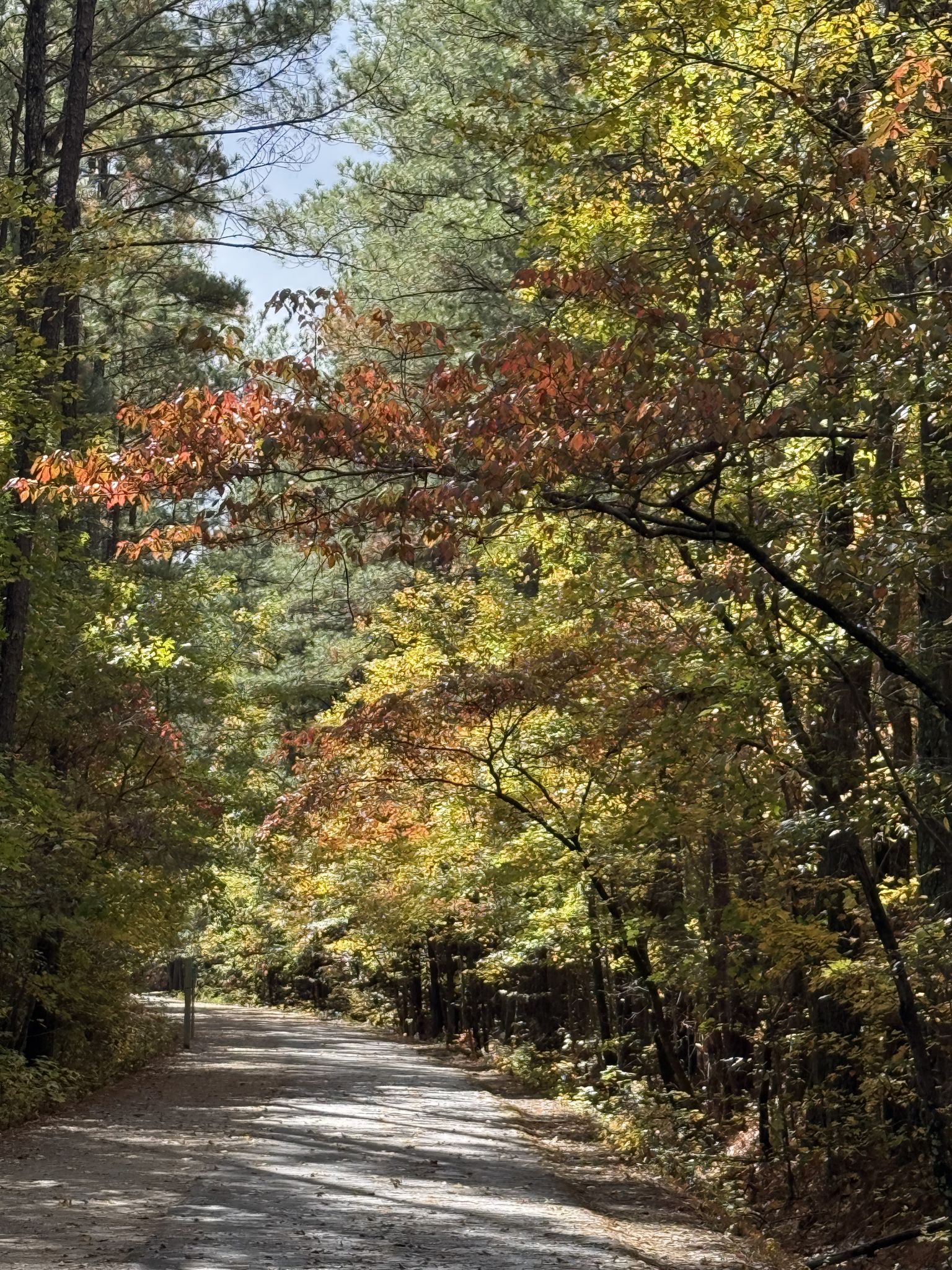 Dirt road winding through a forest with vibrant autumn foliage and dappled sunlight. - American Tobacco Trail – American Tobacco Trail loop from American Tobacco Trail White Oak Access