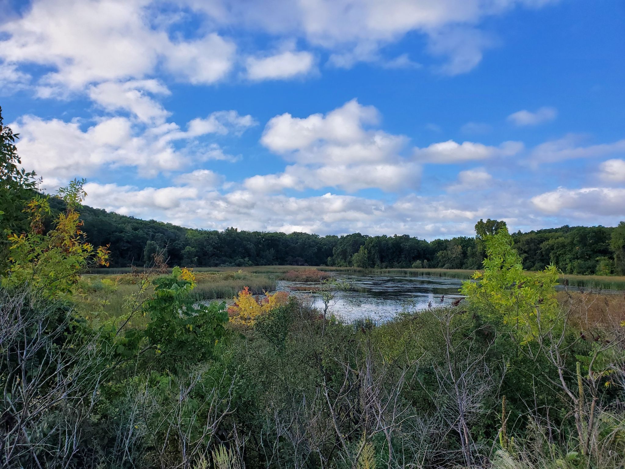 Lush wetland with open water under a bright, cloudy blue sky. - Glacial Drumlin and Lake Country Trail Loop