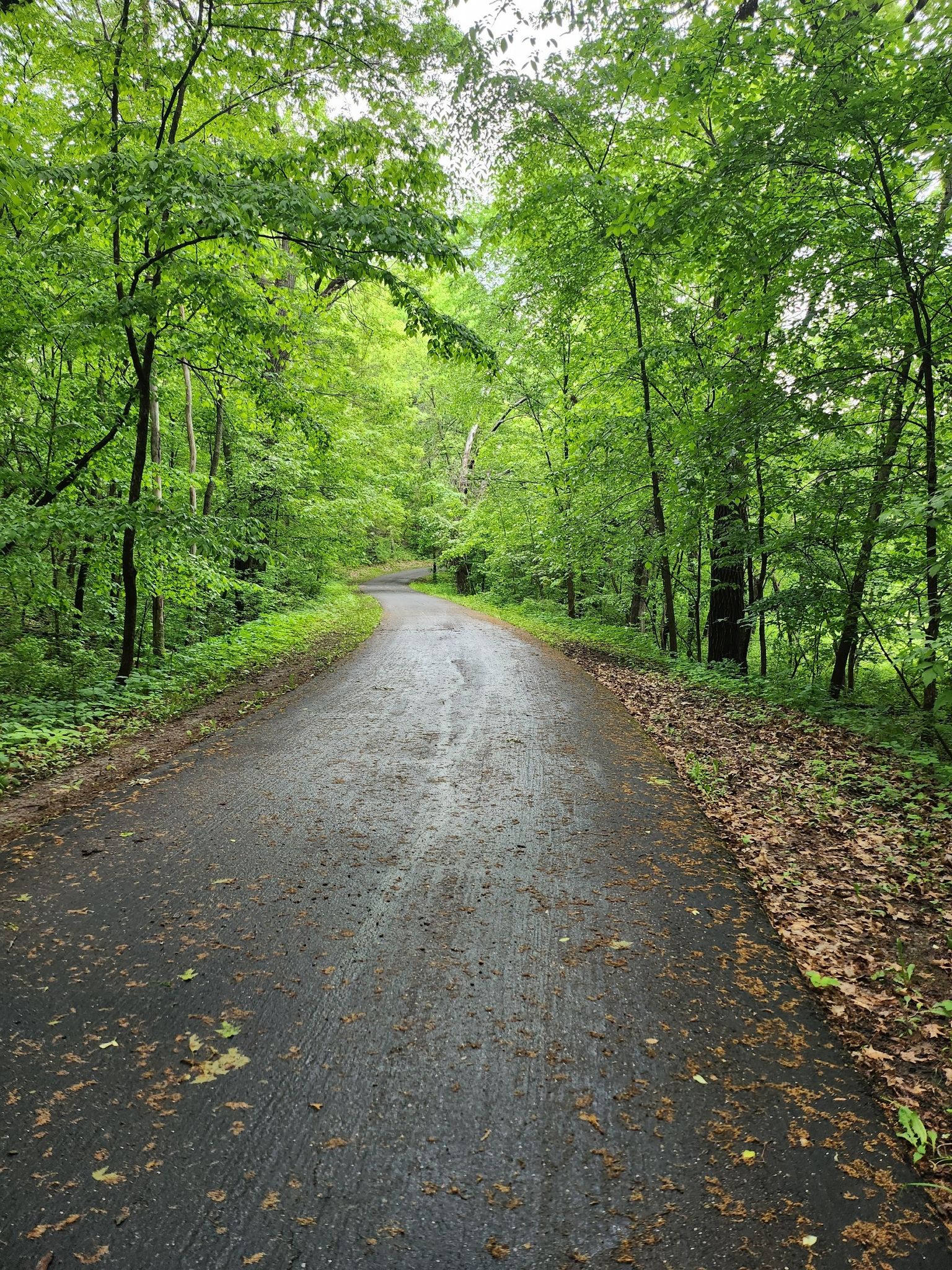 Paved path through a dense, vibrant green forest on a cloudy day. - View of Lemans Lake – Elm Creek Swimming Pond loop from Anoka-Ramsey Natural Area