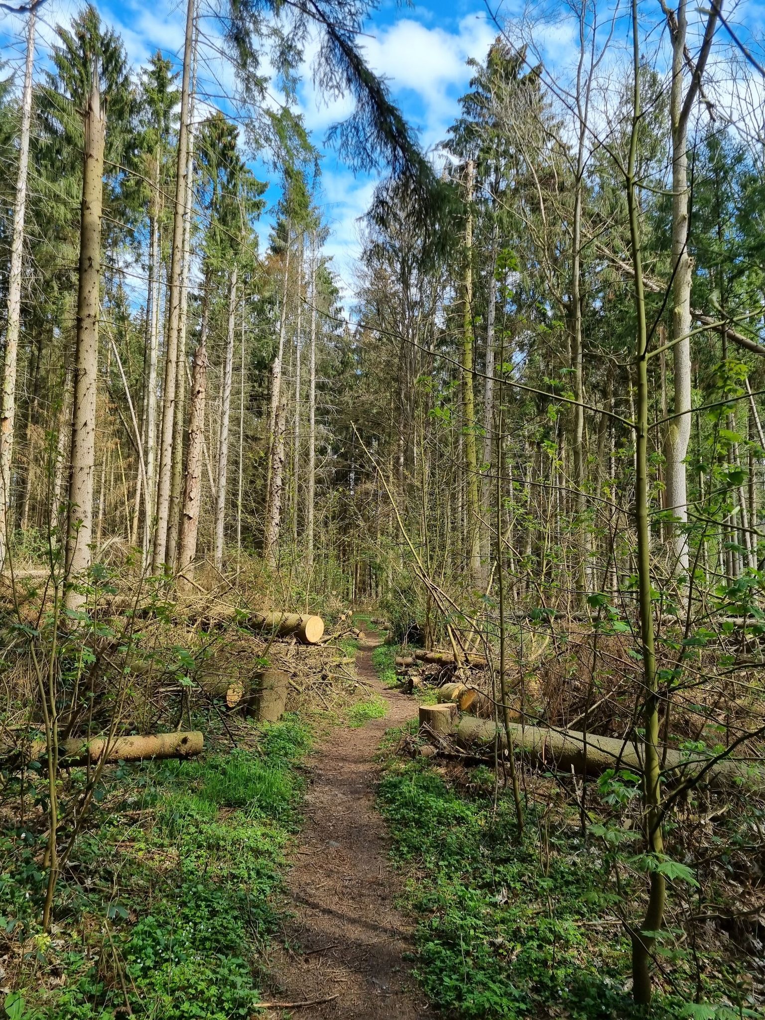 Sturmschäden behoben - nach Jahren