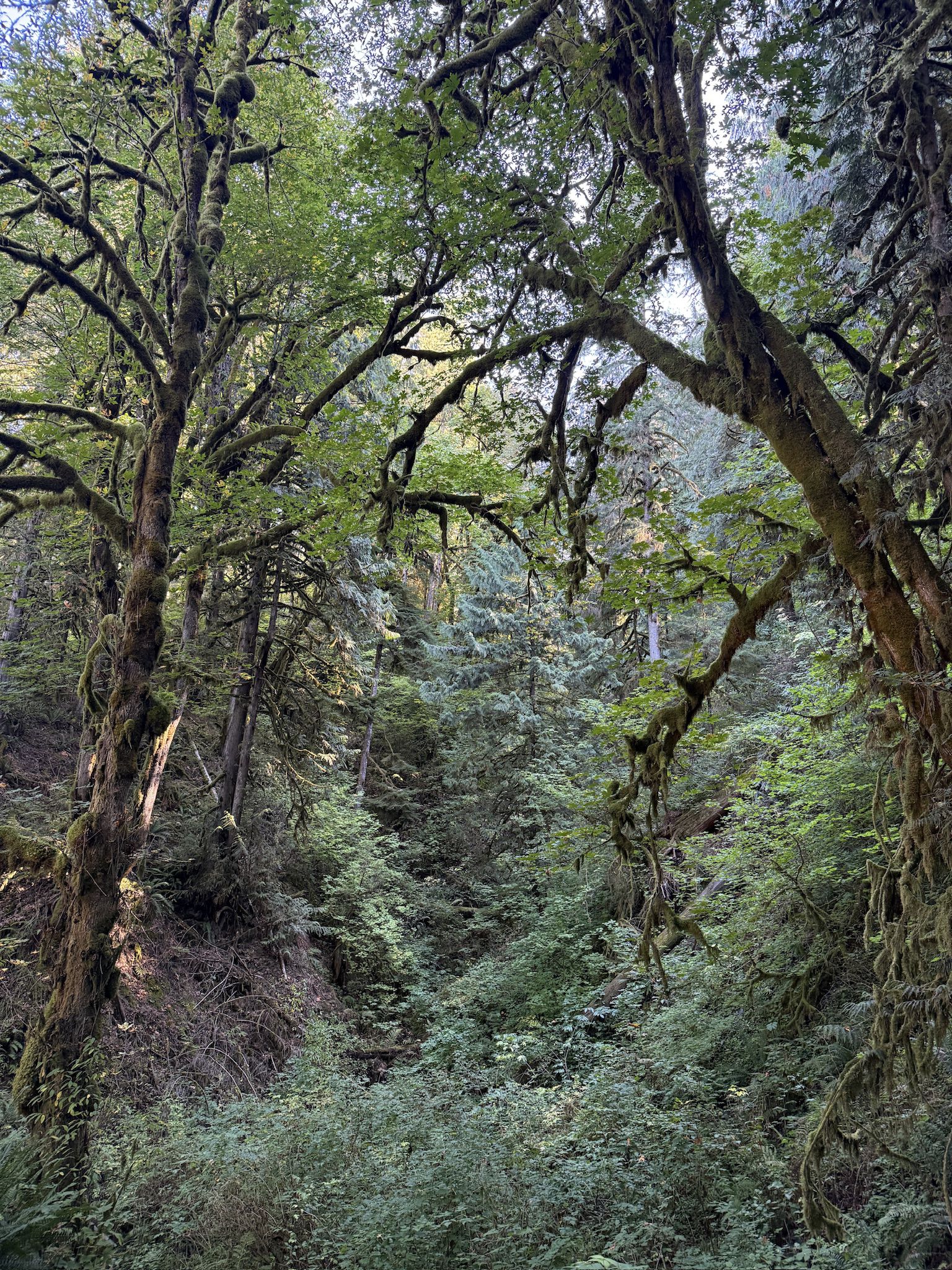Dense forest with mossy trees, lush green foliage, and dappled sunlight. - Lime Kiln Trail