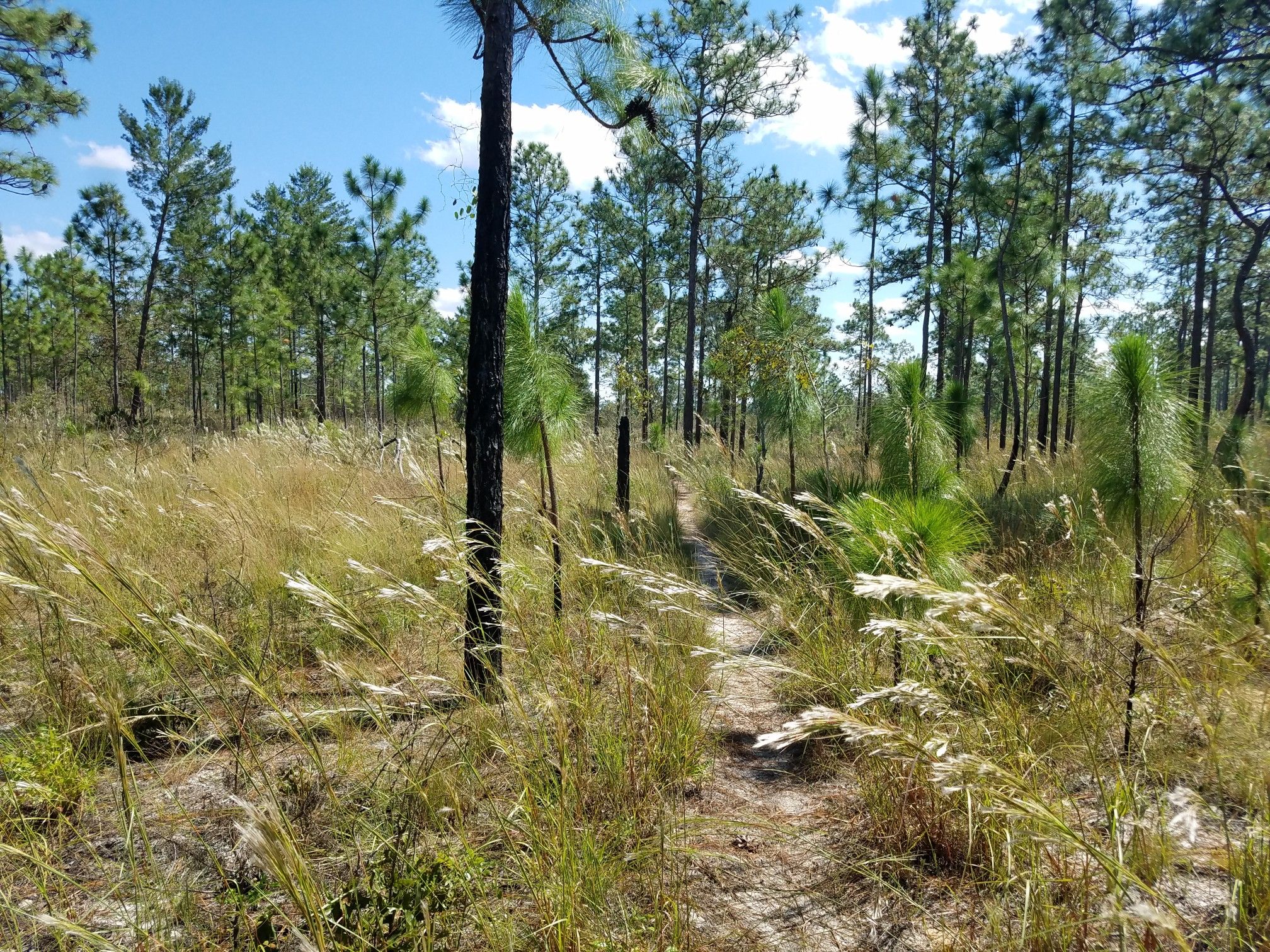 A narrow dirt path winds through a sunny pine forest with tall grass. - Paisley Woods Bicycle Trail Loop