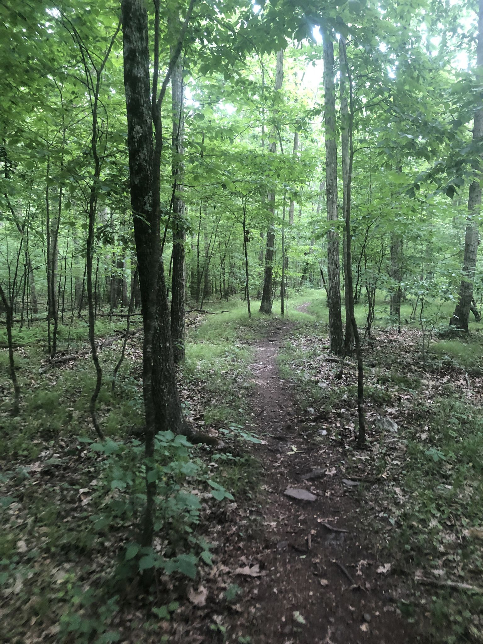 A narrow dirt path winds through a bright, lush green forest. - Moon Lake State Forest Recreation Area northern loop