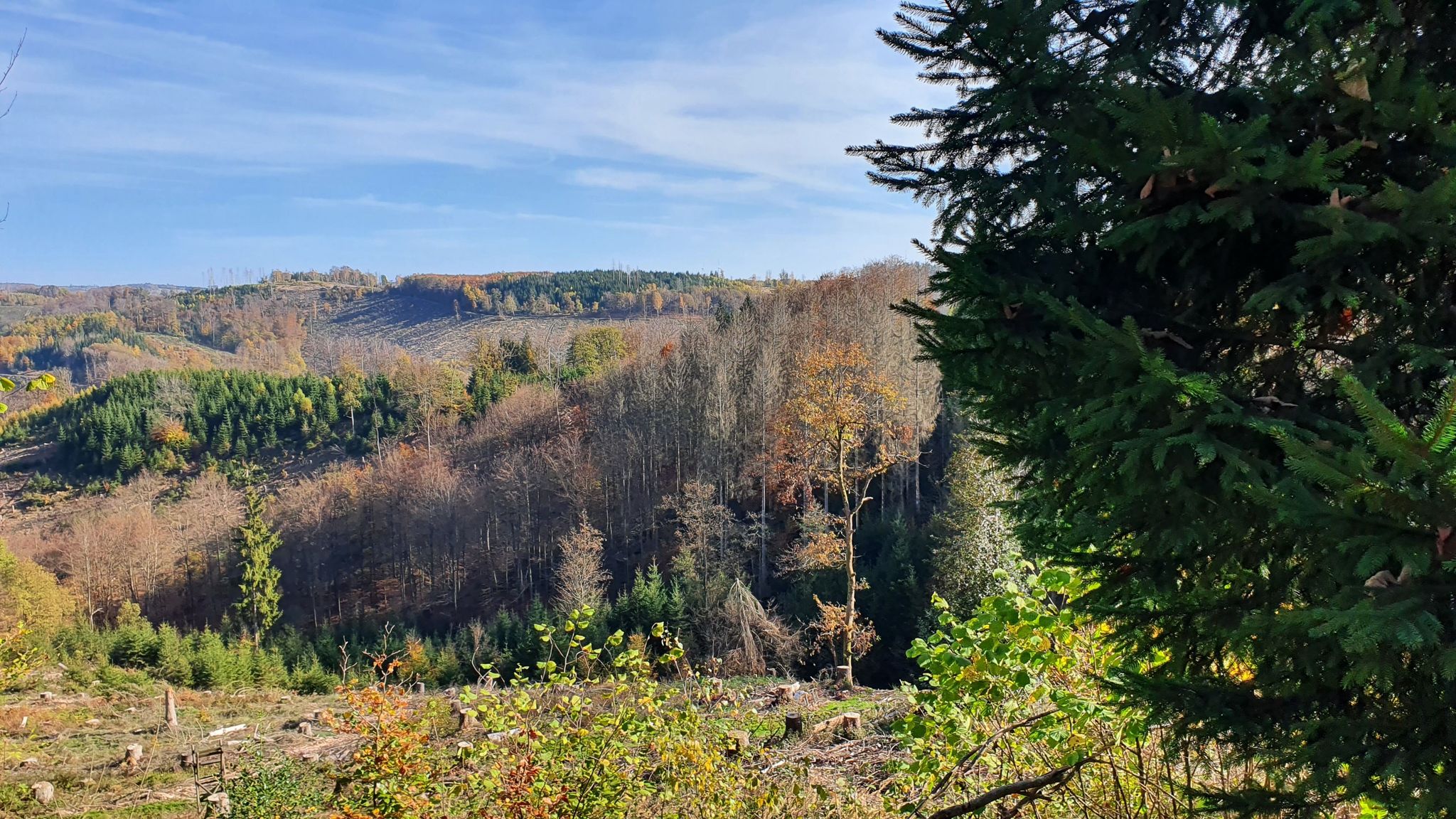 Wo ist der Wald?