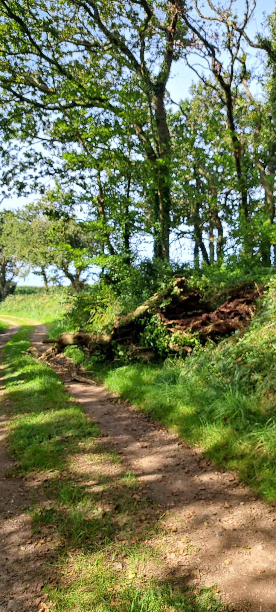 attention chute d'arbres