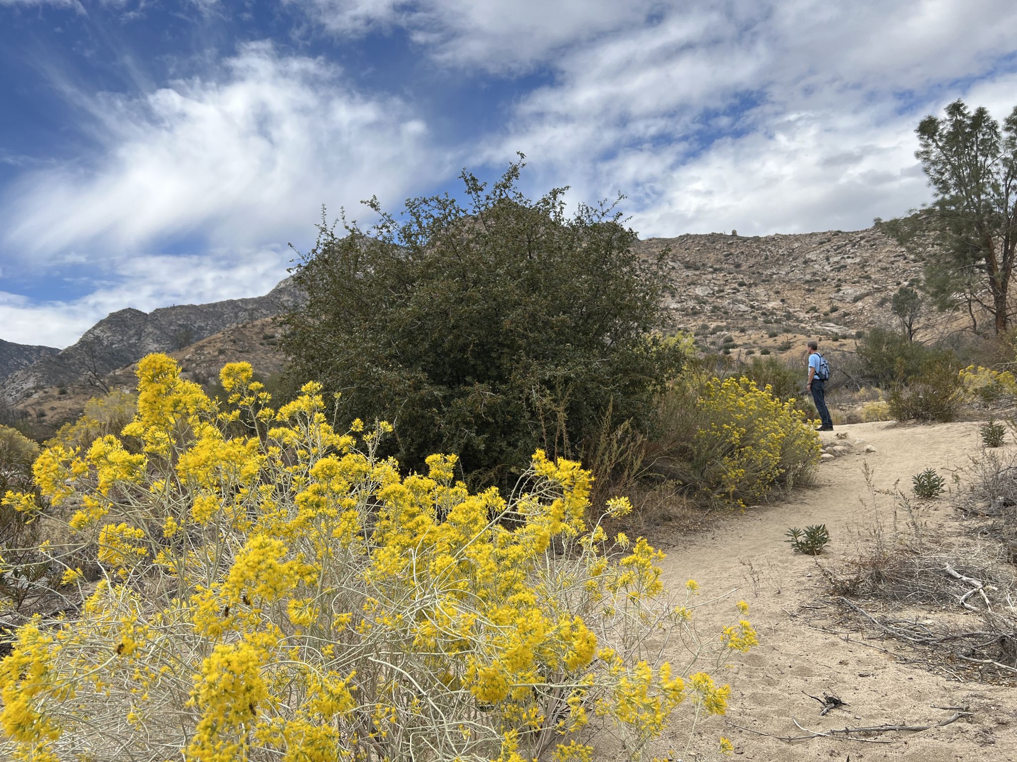 Bright yellow flowers, person on a dirt path, mountains under a cloudy sky. - Bull Run Creek Trail