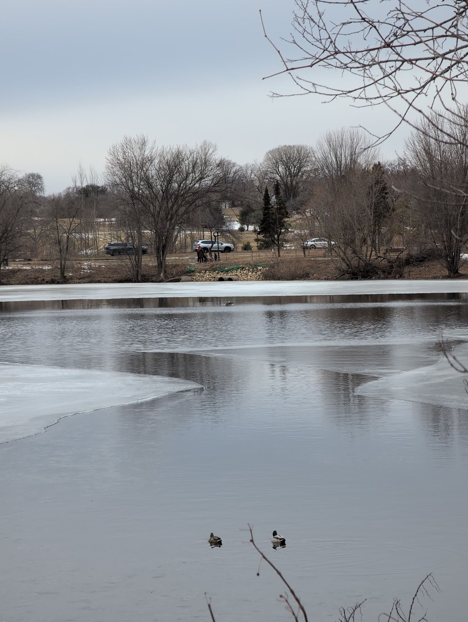 Two ducks swim on a partially frozen lake under a cloudy, overcast sky. - Como Park loop