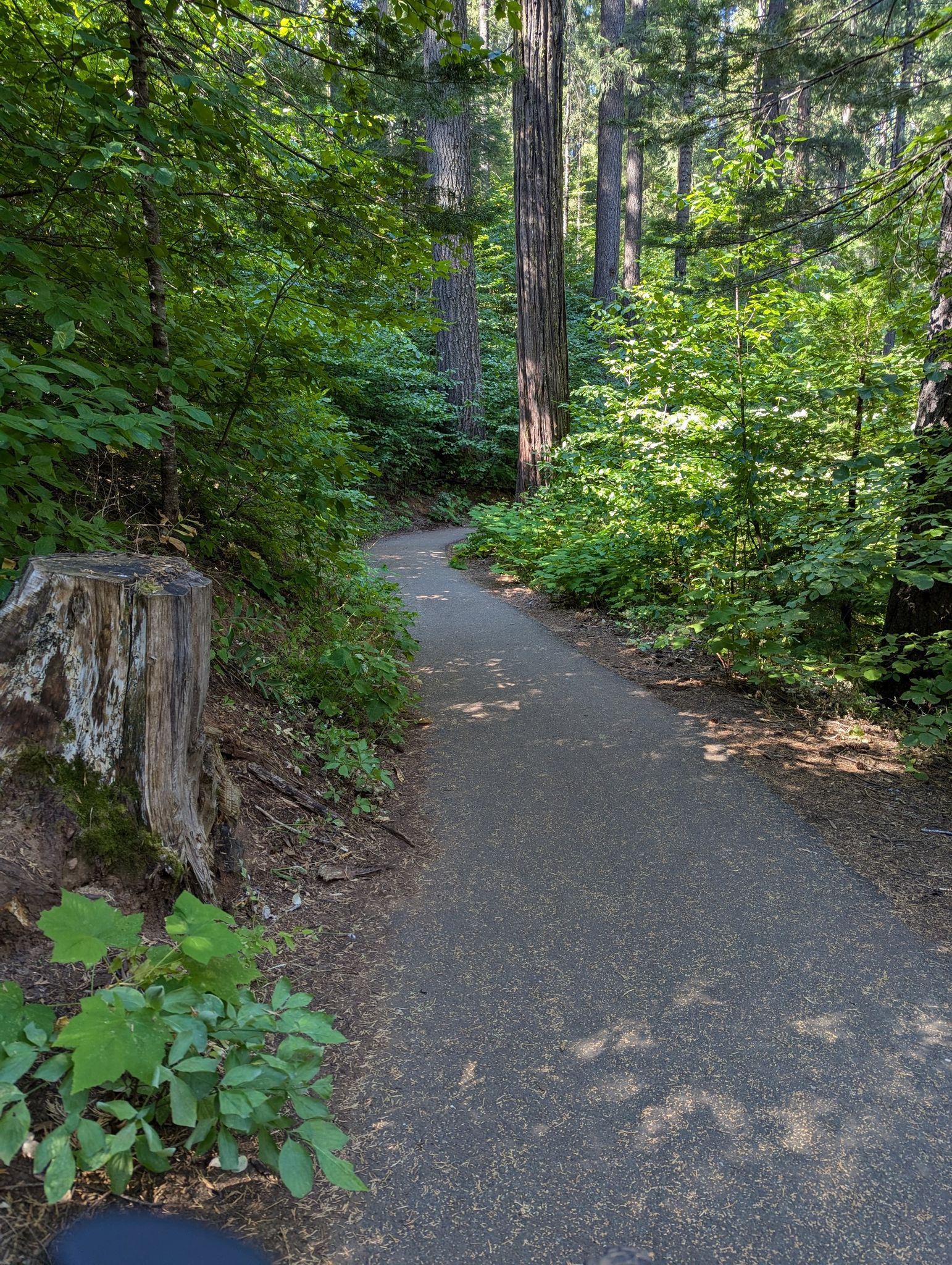 Paved path winding through a lush green forest with a large tree stump. - San Antonio Falls via Arnold Rim Trail