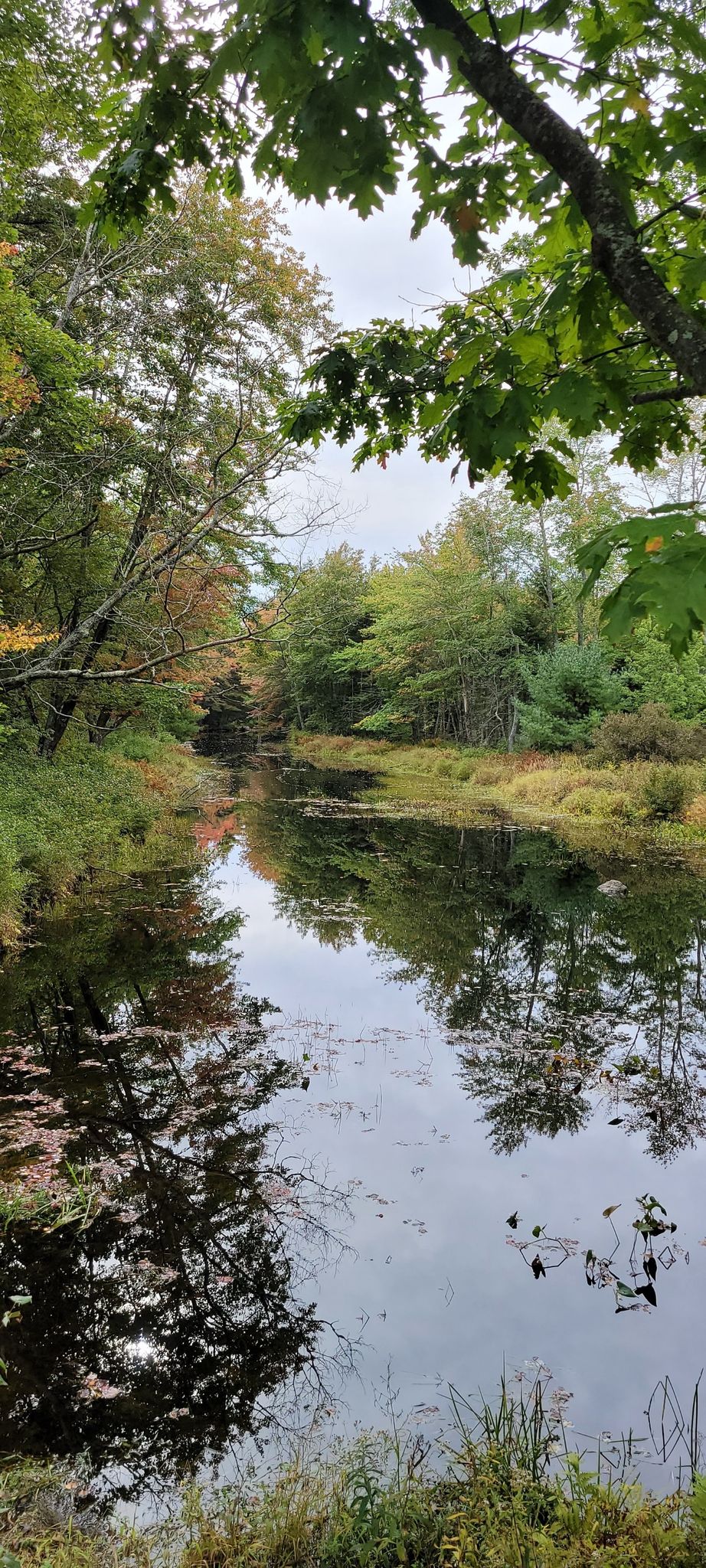 Narrow stream reflecting lush green and autumn trees under an overcast sky. - Bike loop from Martin Point Wildlife Reserve