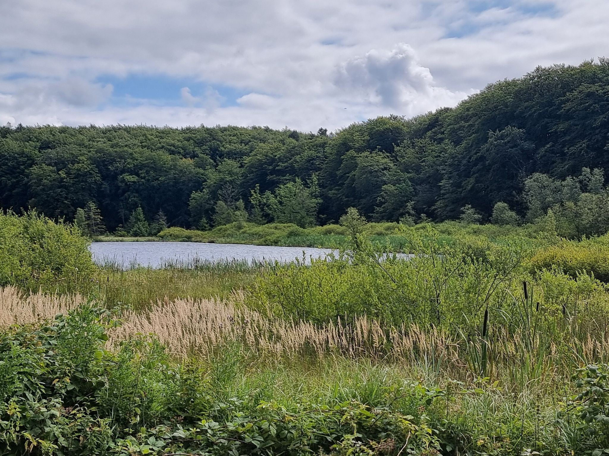 Altes Torfmoor