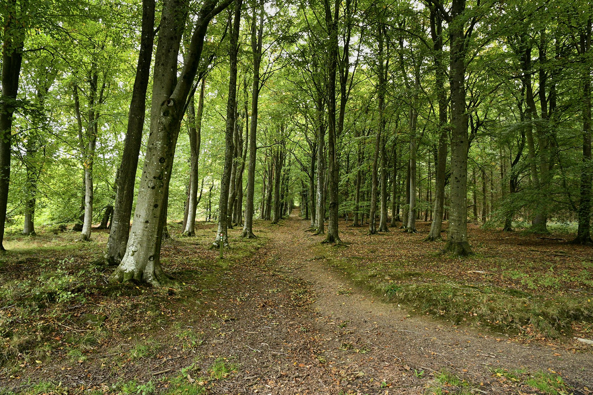 Avenue
