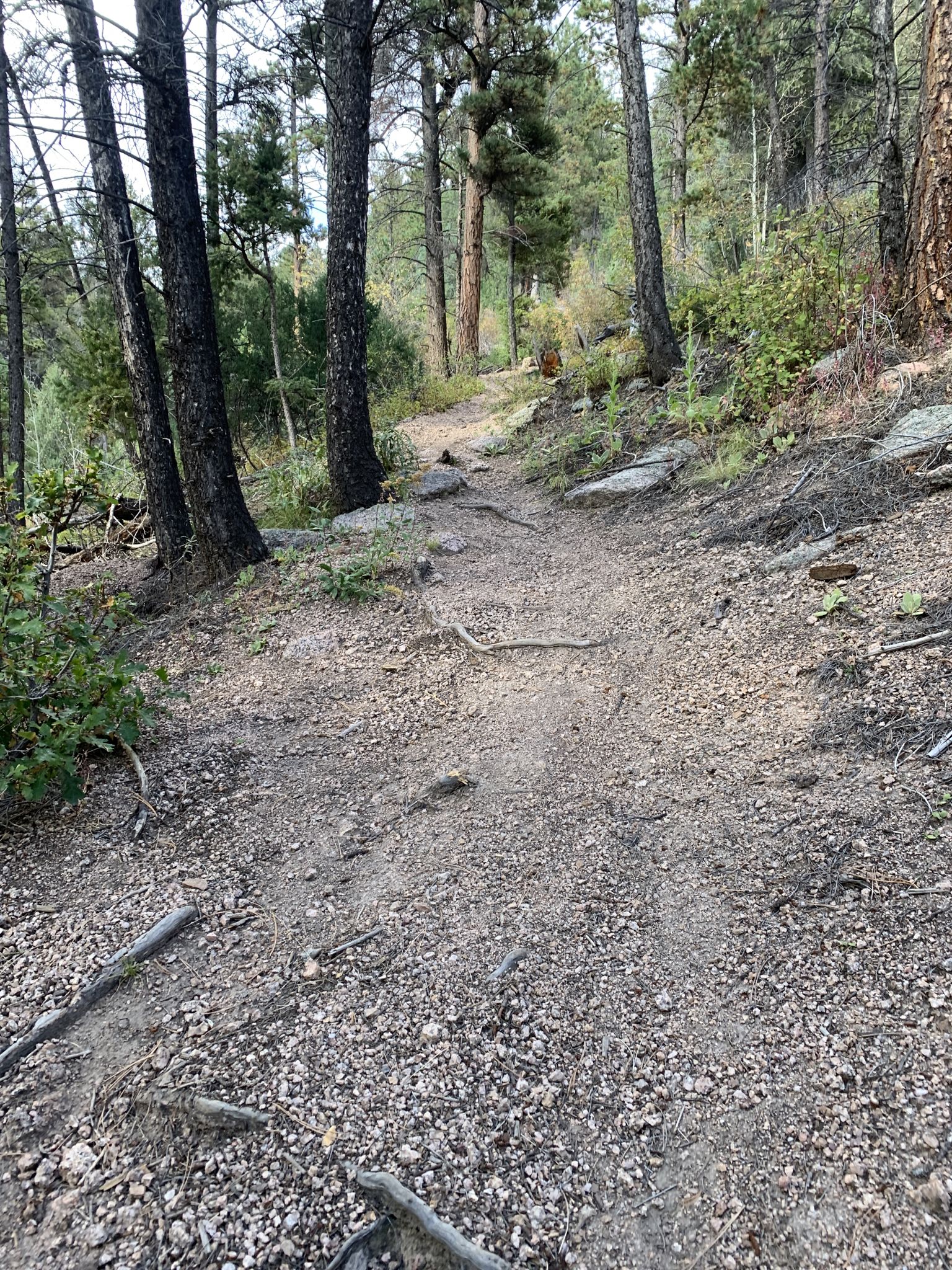Rocky dirt path winding uphill through a sunlit, sparse forest. - La Deux Réservoirs Trail