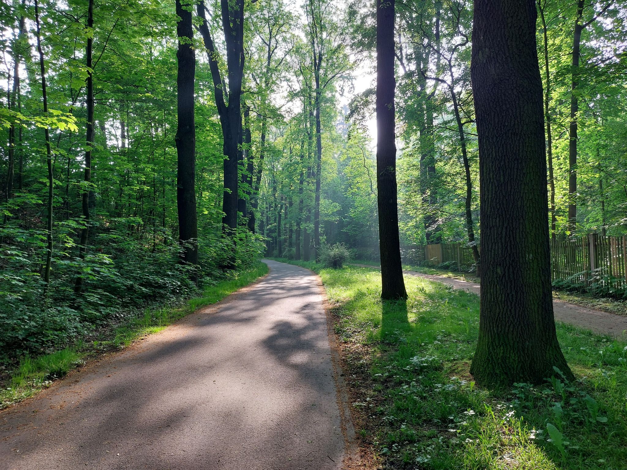 Lichtstimmung am Beginn des Radweges in Zittau